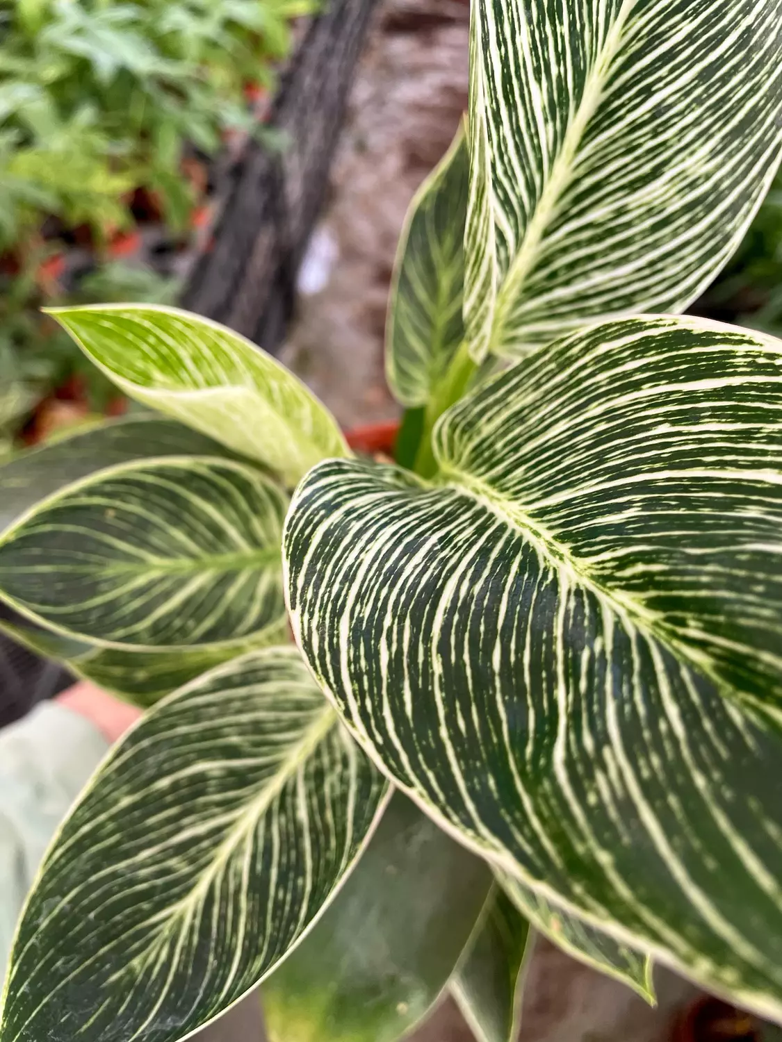 Philodendron Birkin image