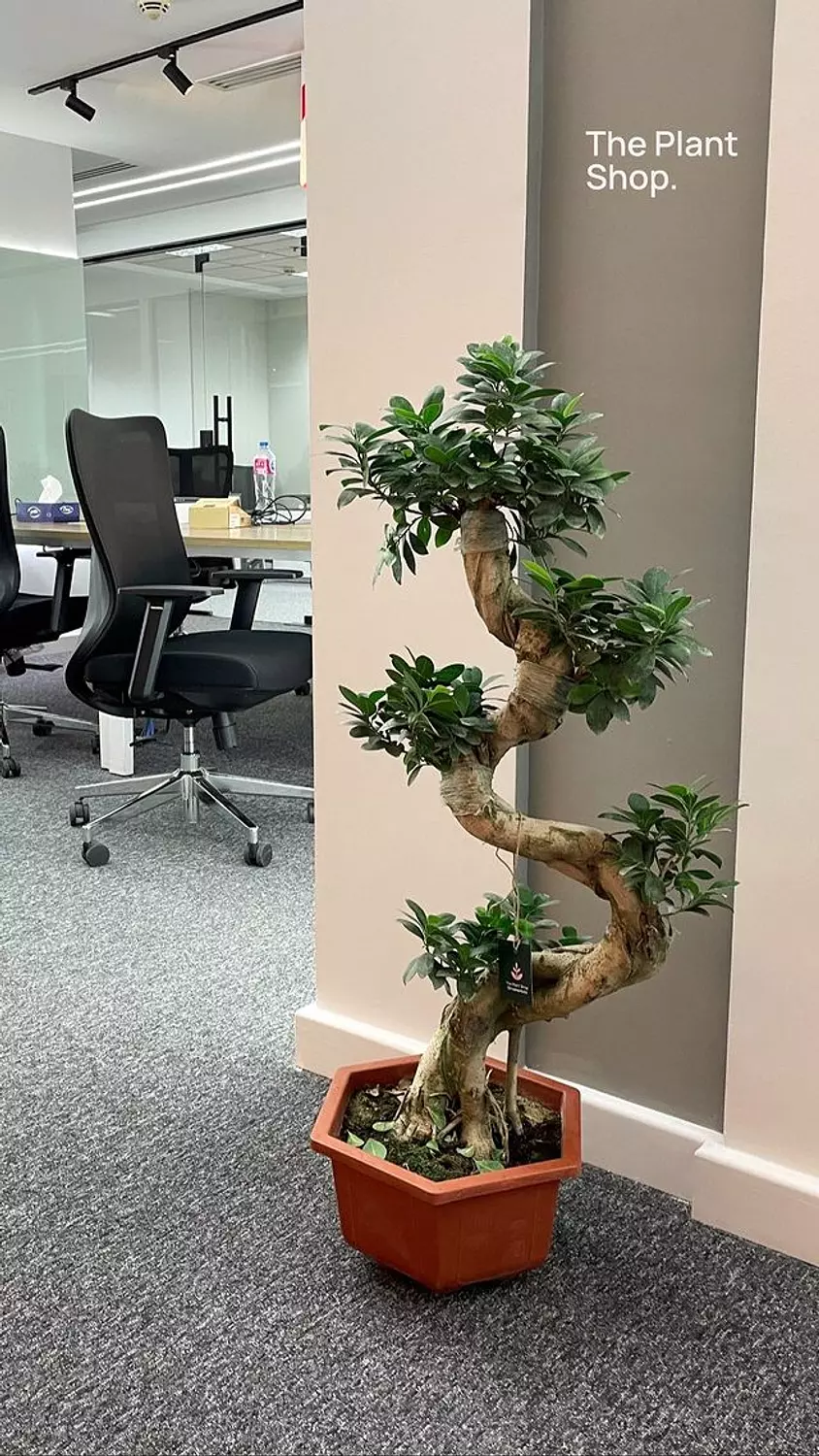 S Shape Bonsai Tree 8