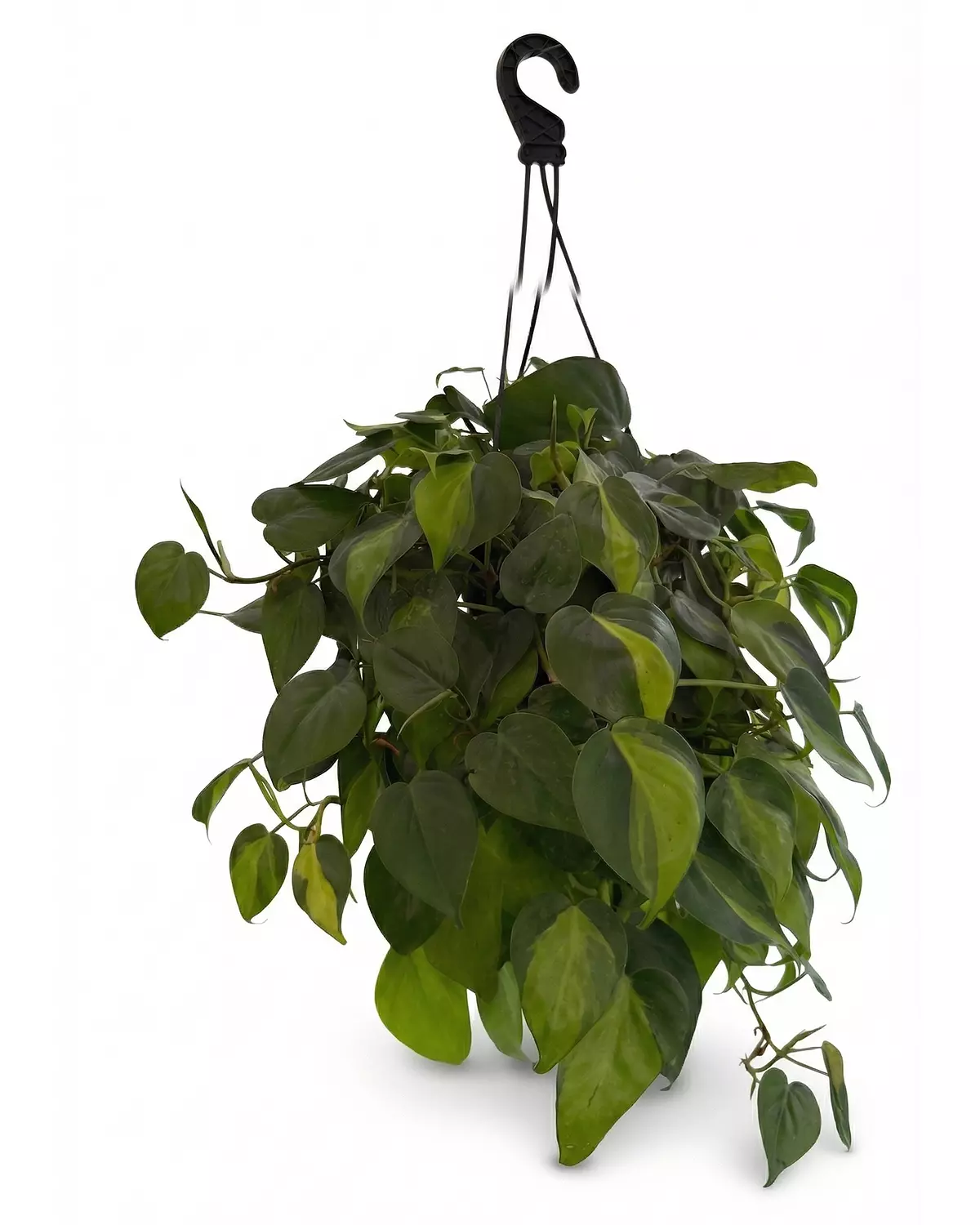 Heartleaf Philodendron hover image