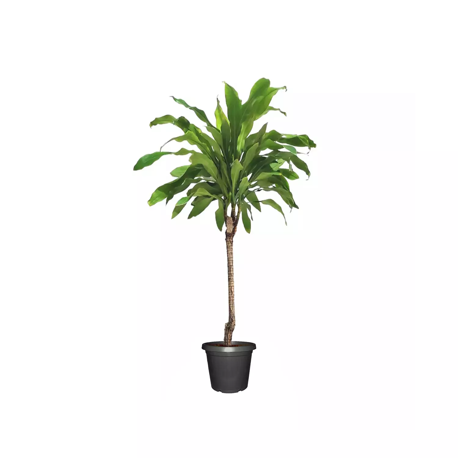 Dracaena fragrans 10