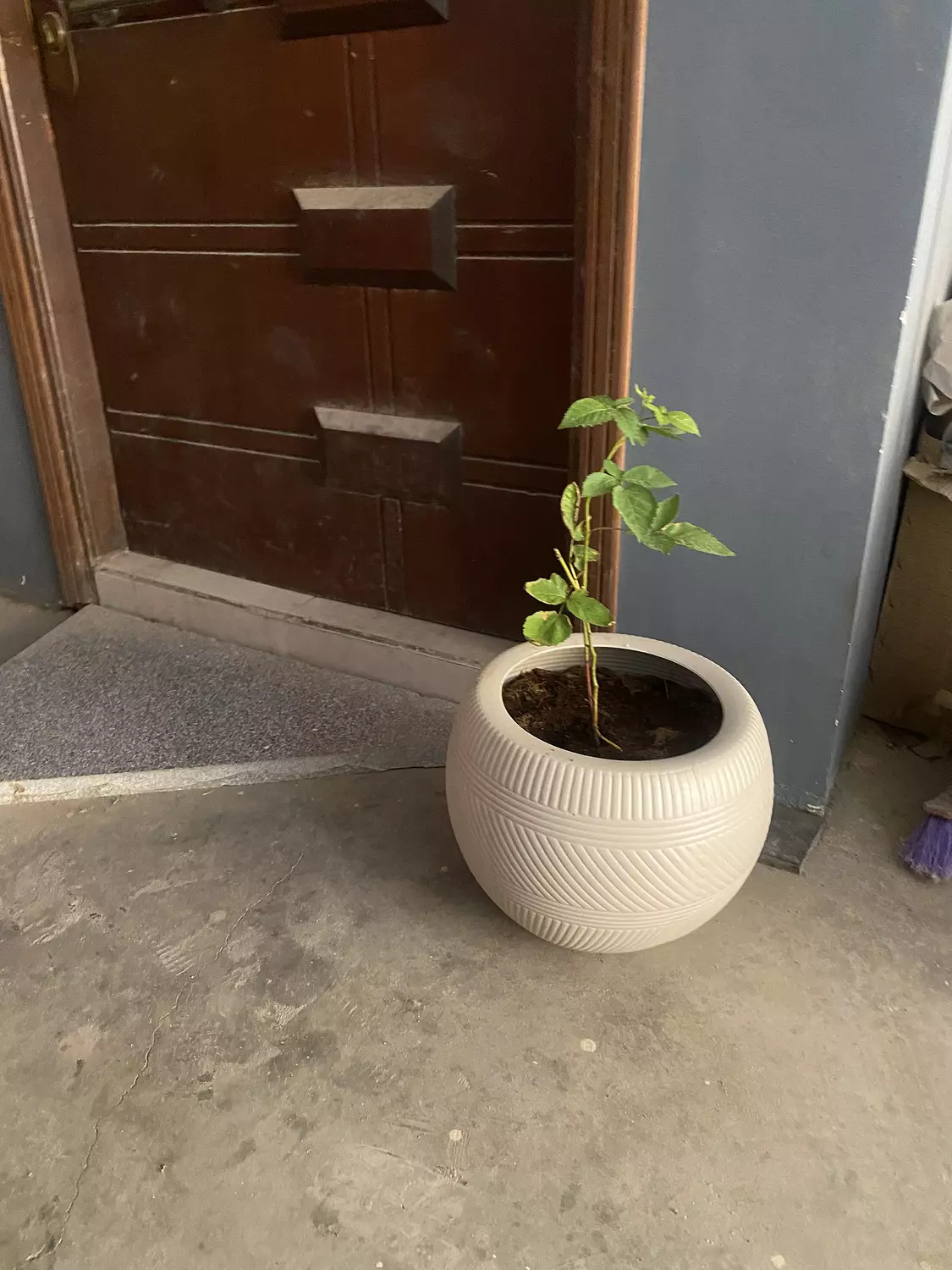 BlackBerry Tree 7