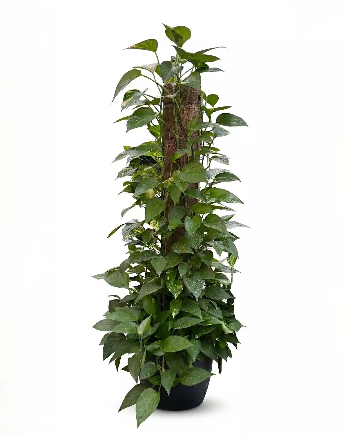 Golden Pothos (Stick) 2