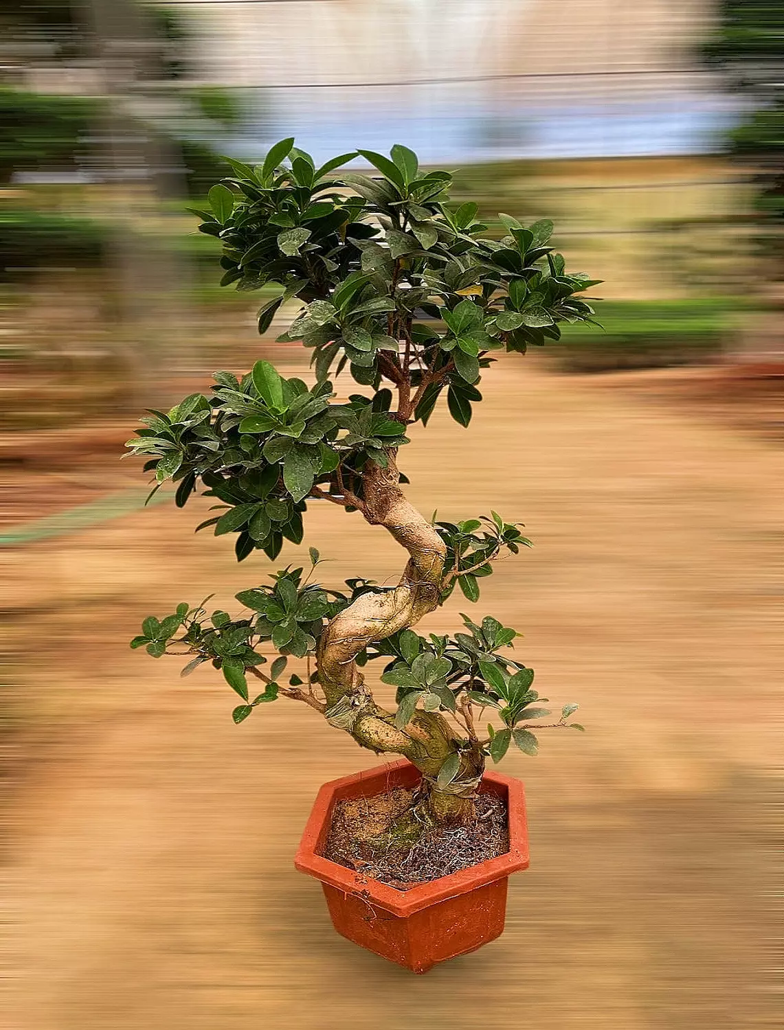 S Shape Bonsai Tree 5