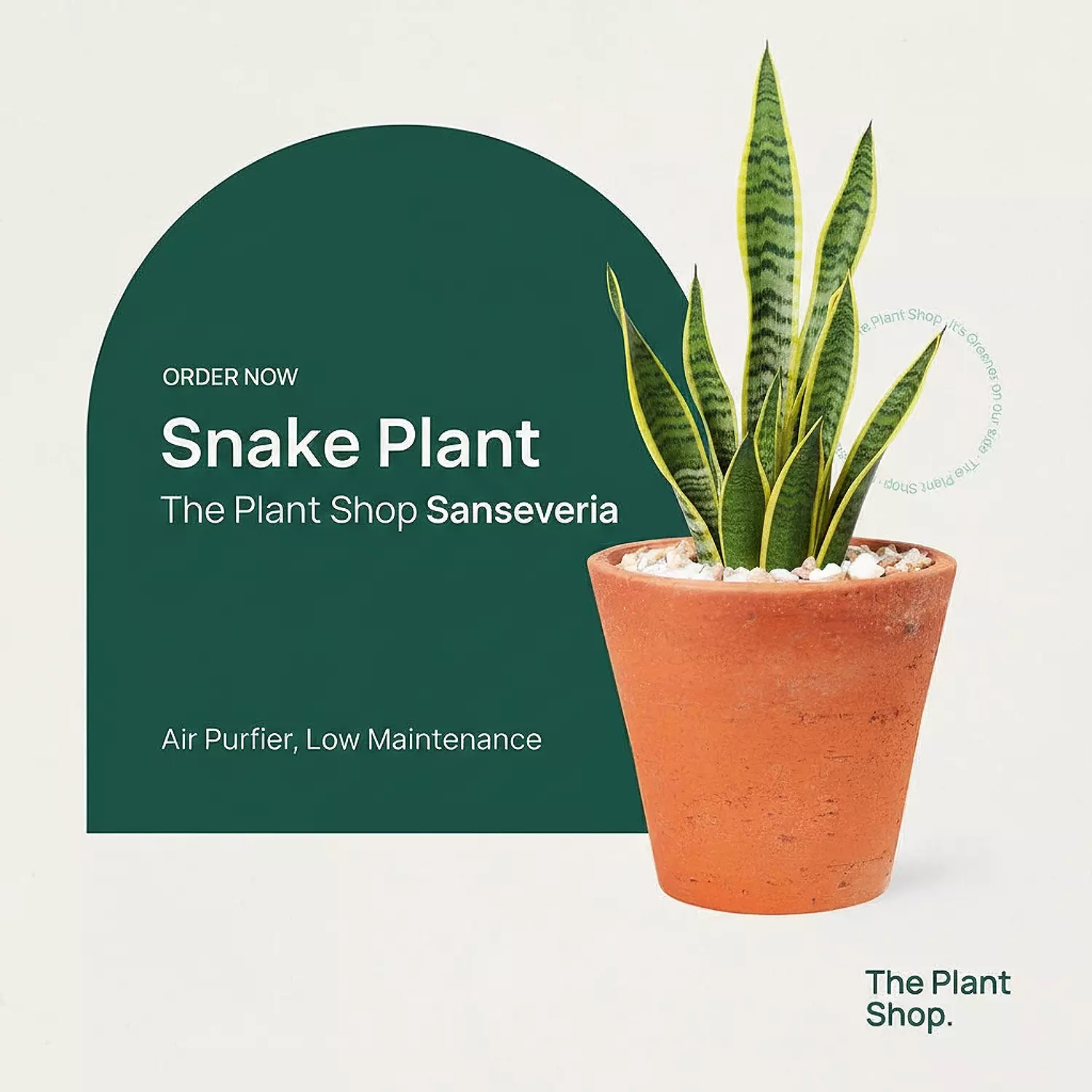 Snake Plant image