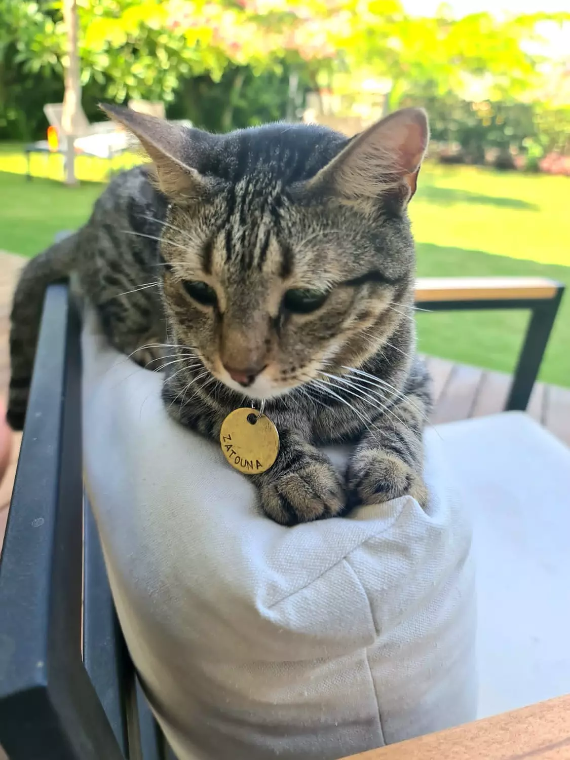 Classic Pet Tag 3