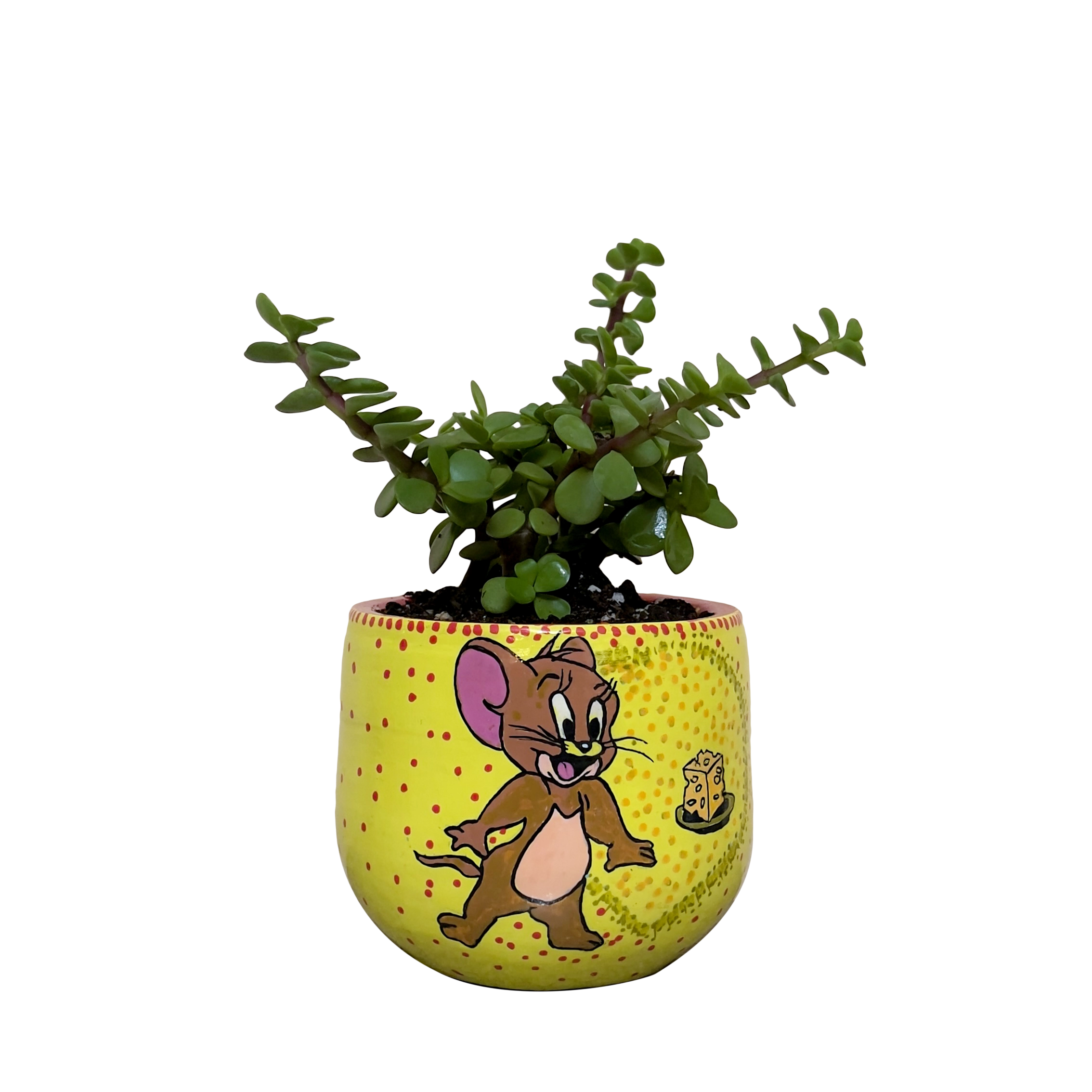 <h4 style="text-align: center"><span style="color: #2E2A26"><strong>Elephant Bush - Cheese Chase</strong></span></h4>