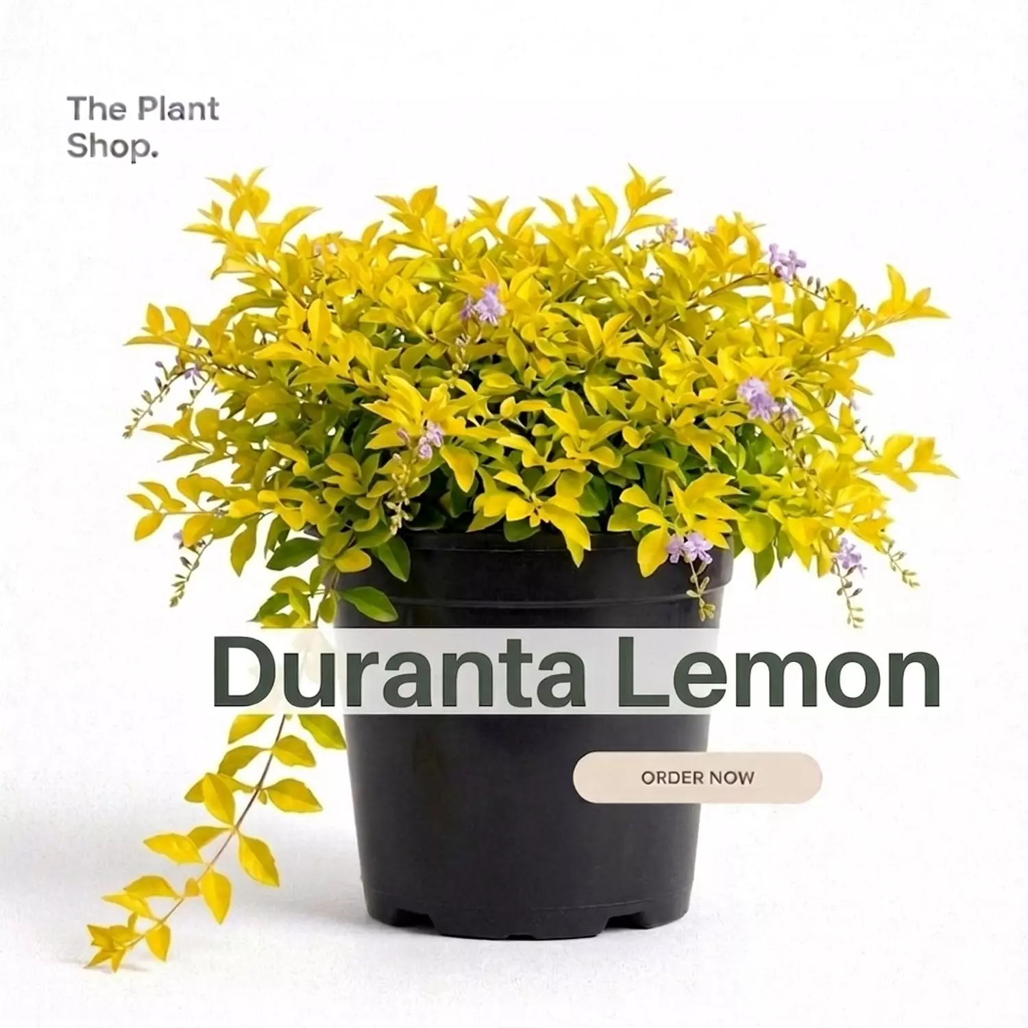 Duranta Lemon image