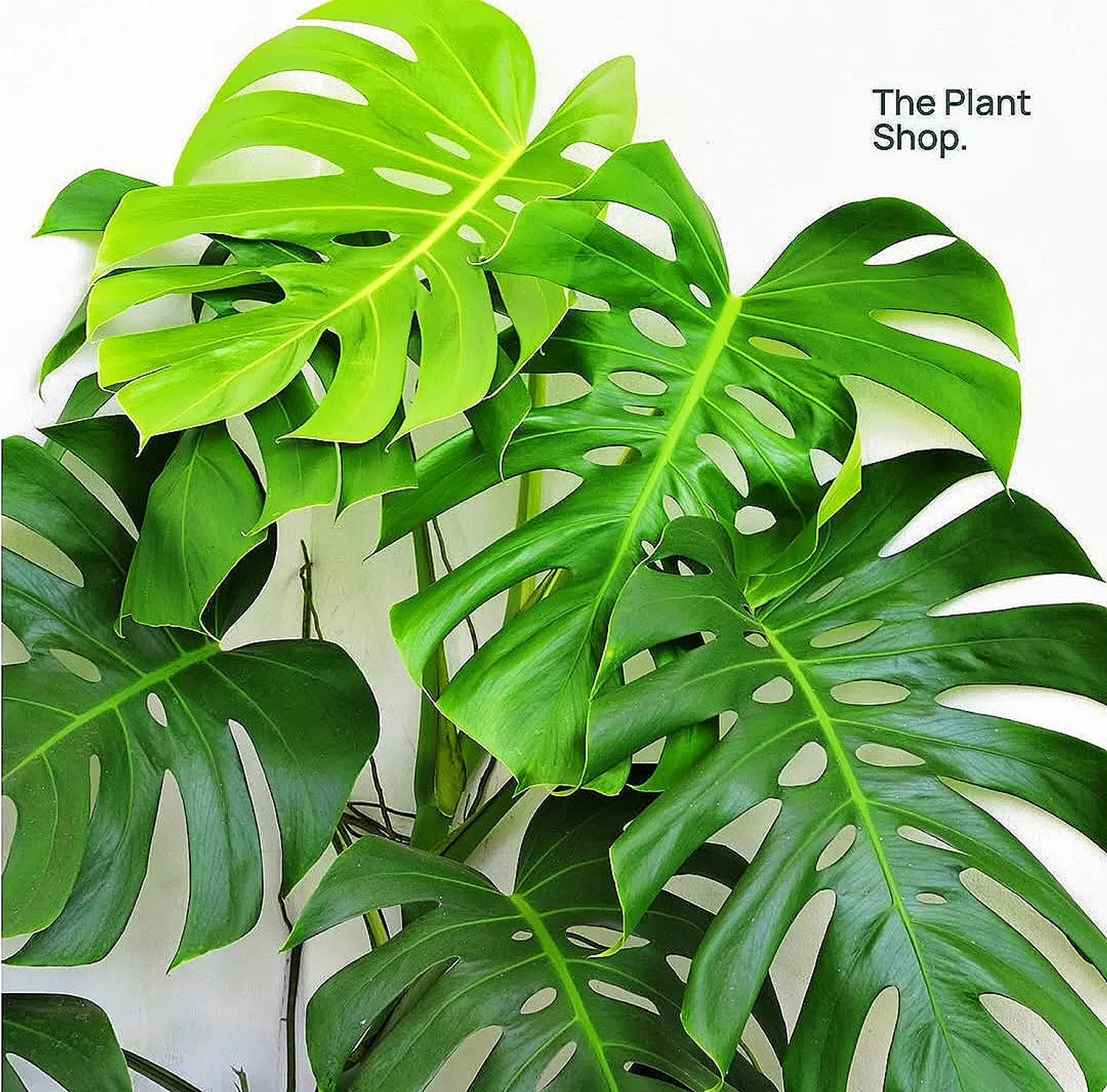 Monstera Rib Cage image