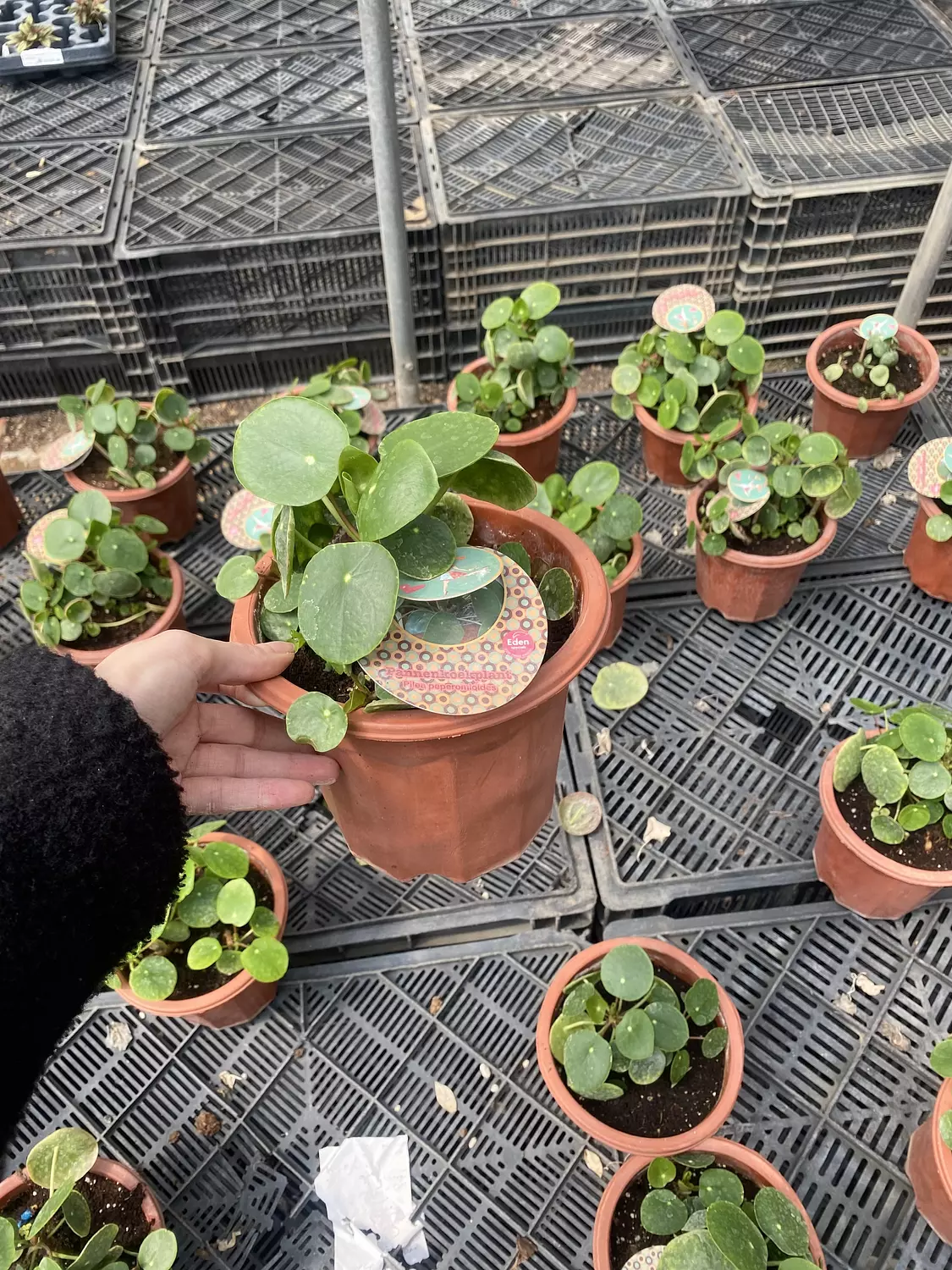 Pilea ( Chinese Money ) 2