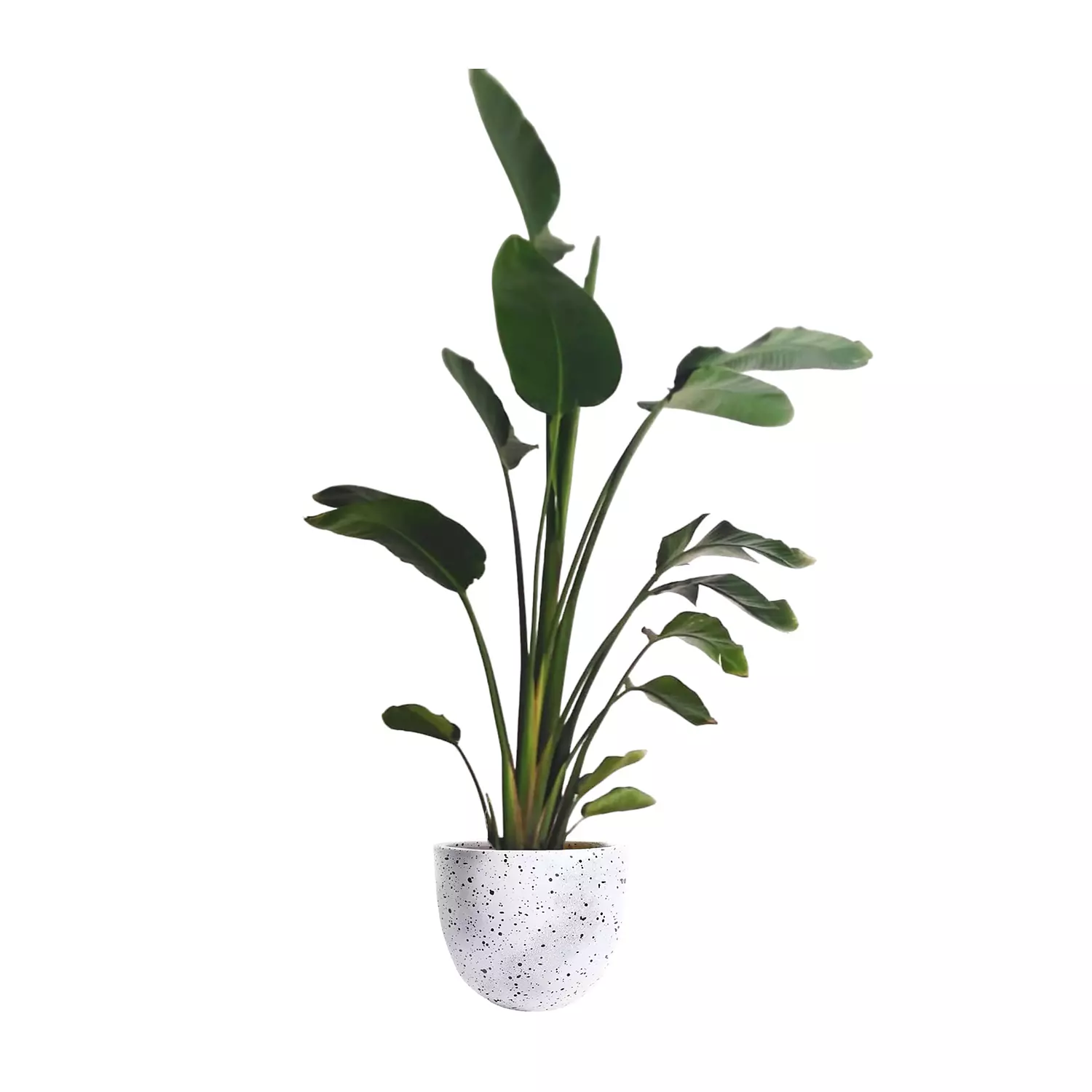 Augusta ''Banana Tree''  13