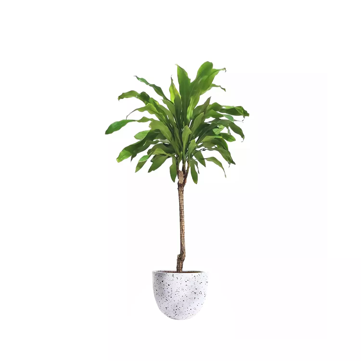 Dracaena fragrans 13