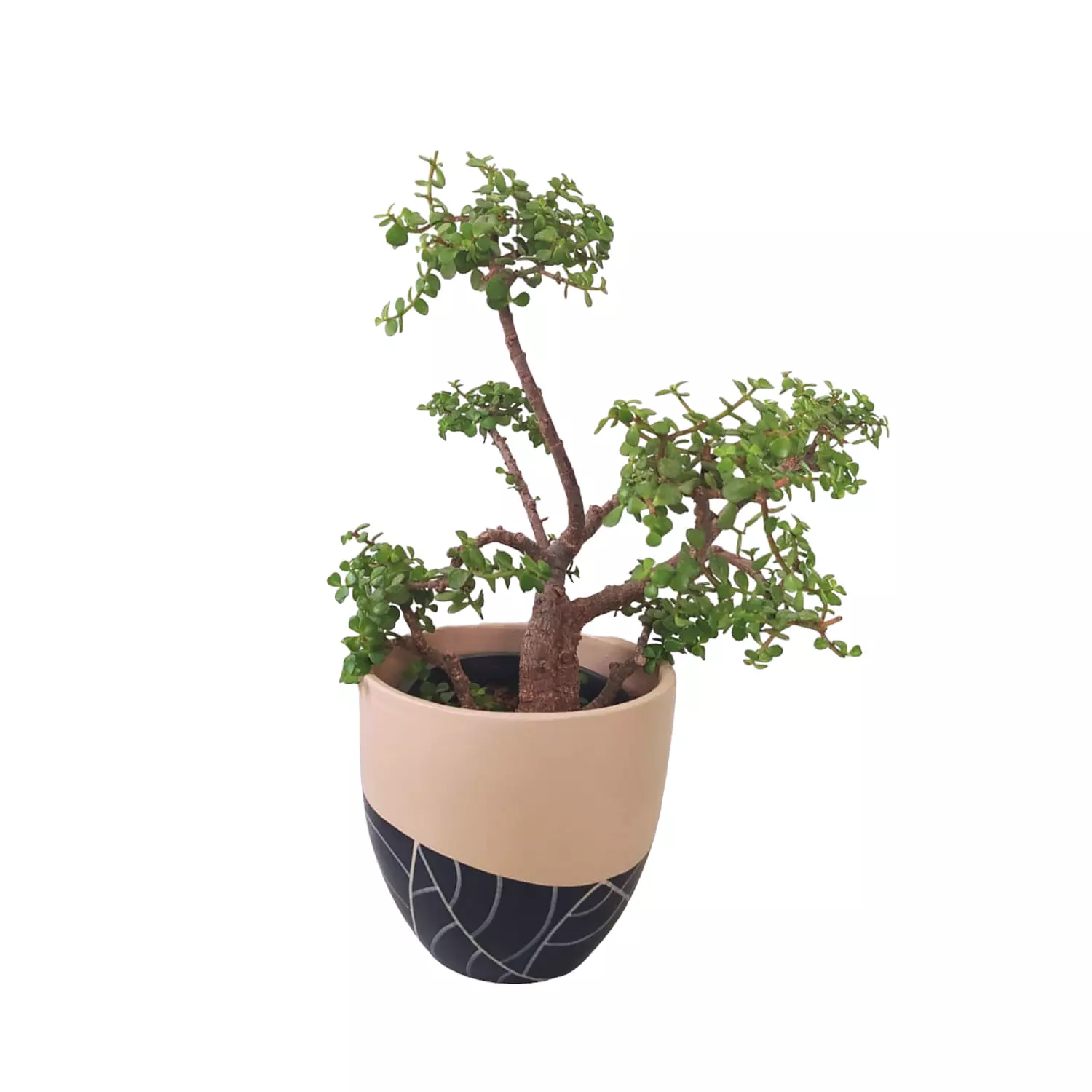 Jade Tree
