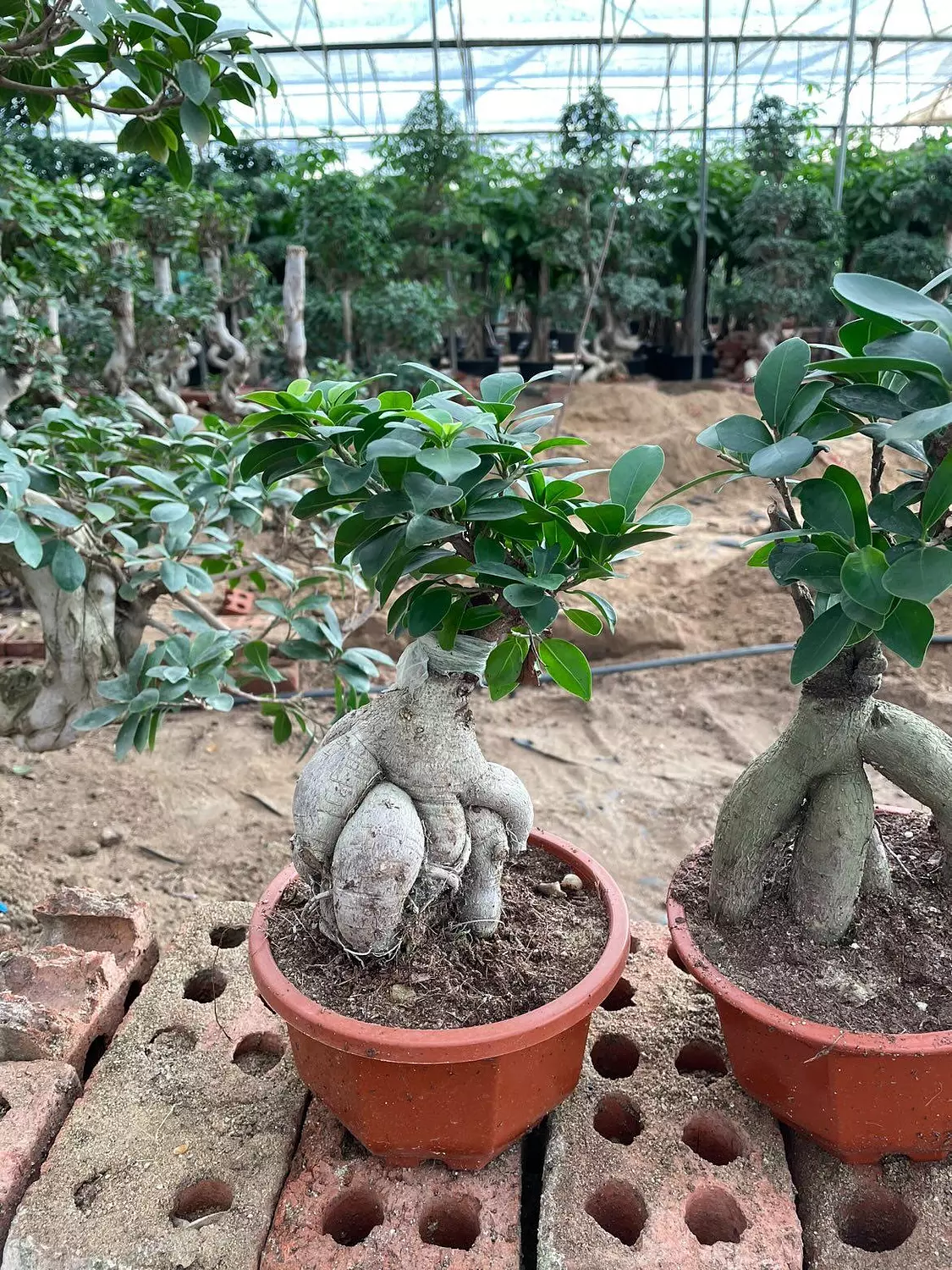 Ginseng Ficus Bonsai 1