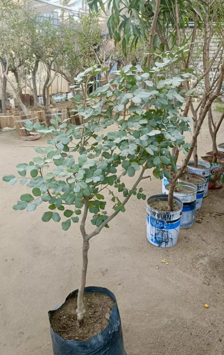 Carob Tree hover image