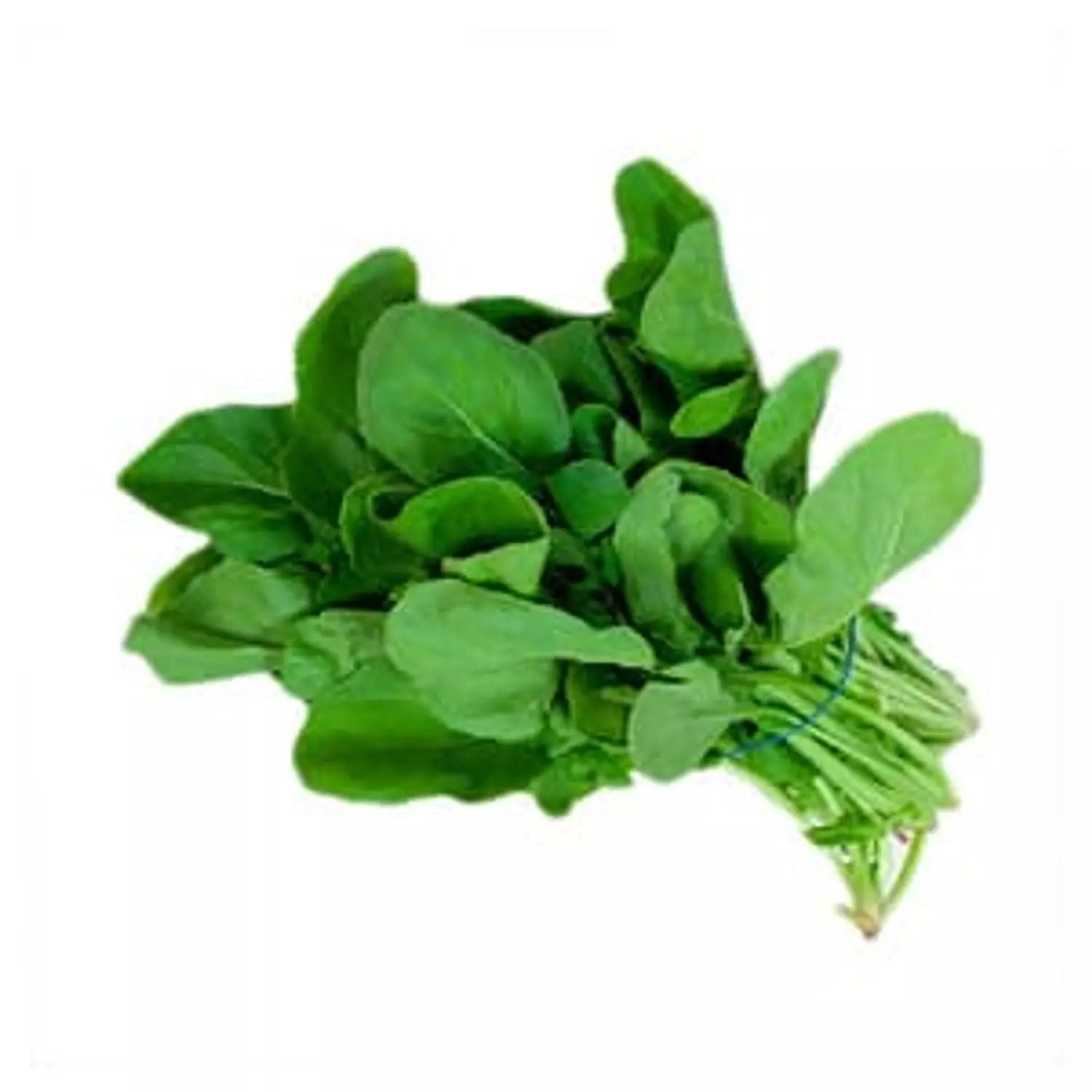 Rocket (100 gm)