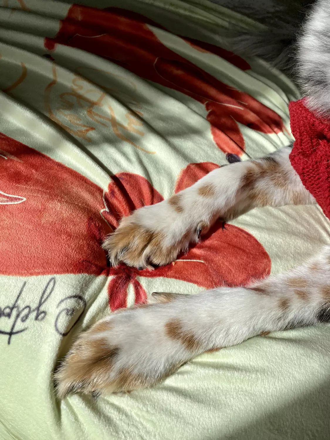 Cozy Christmas Blanket 8