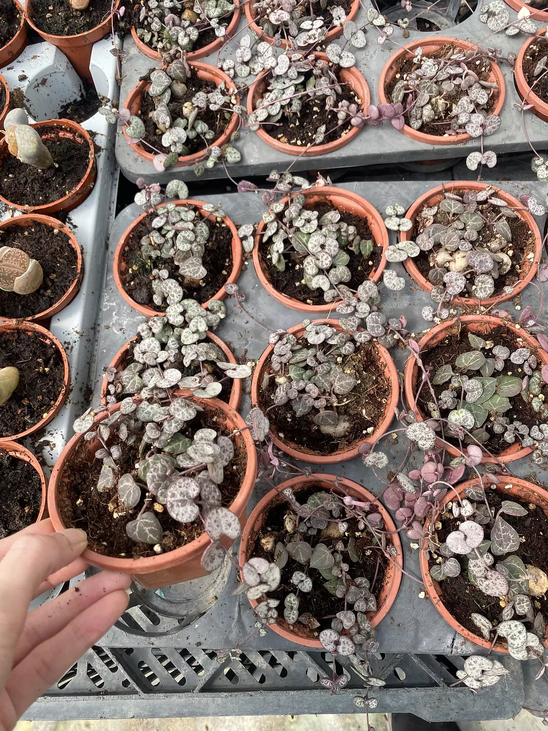 Hanging String Of Hearts hover image