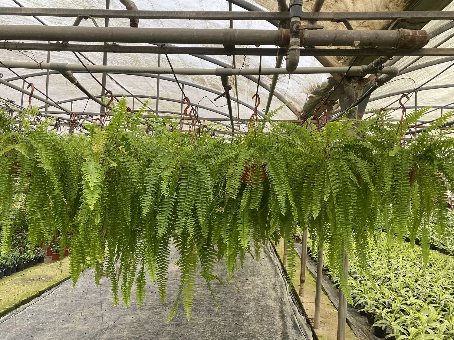 Hanging Boston Fern 6