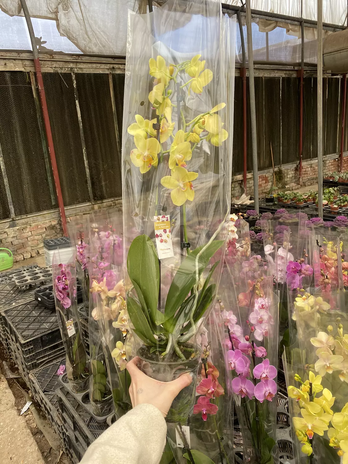 Royal Orchids hover image