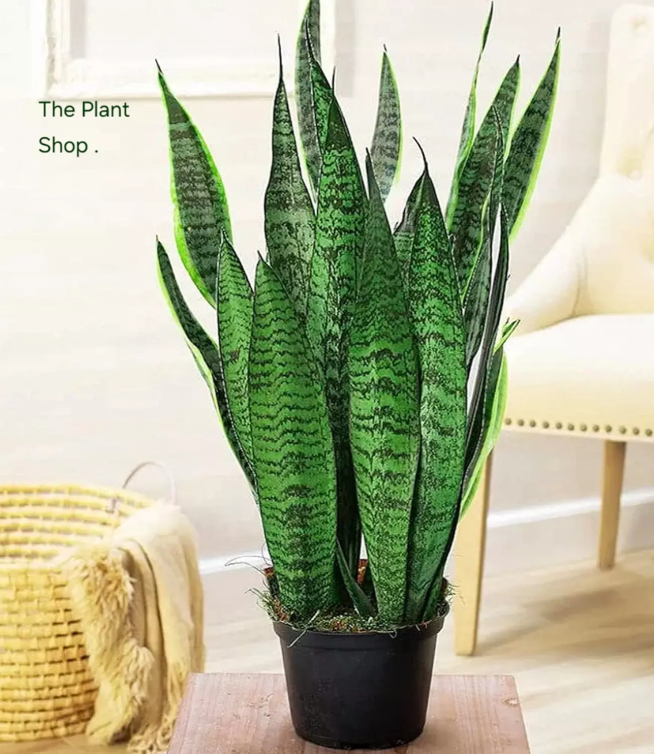Green Snake Plant  2