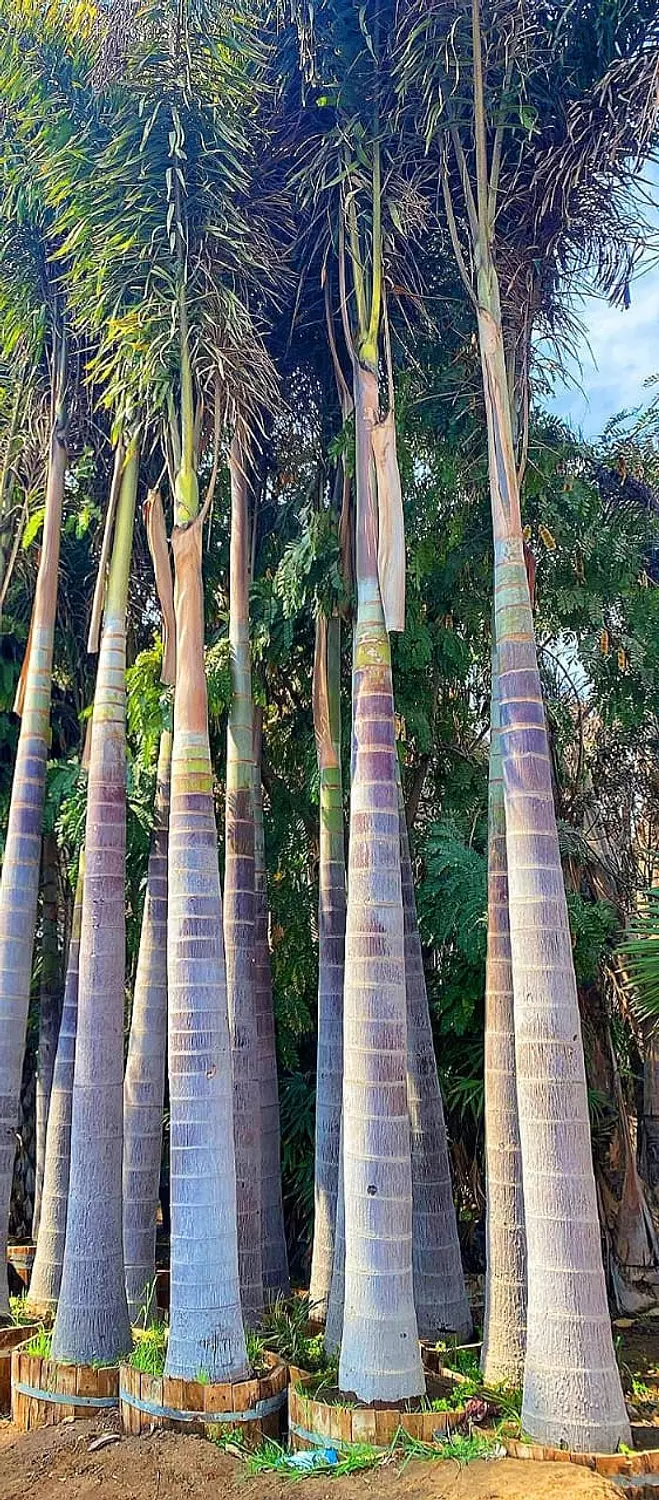 FoxTail Palm 3