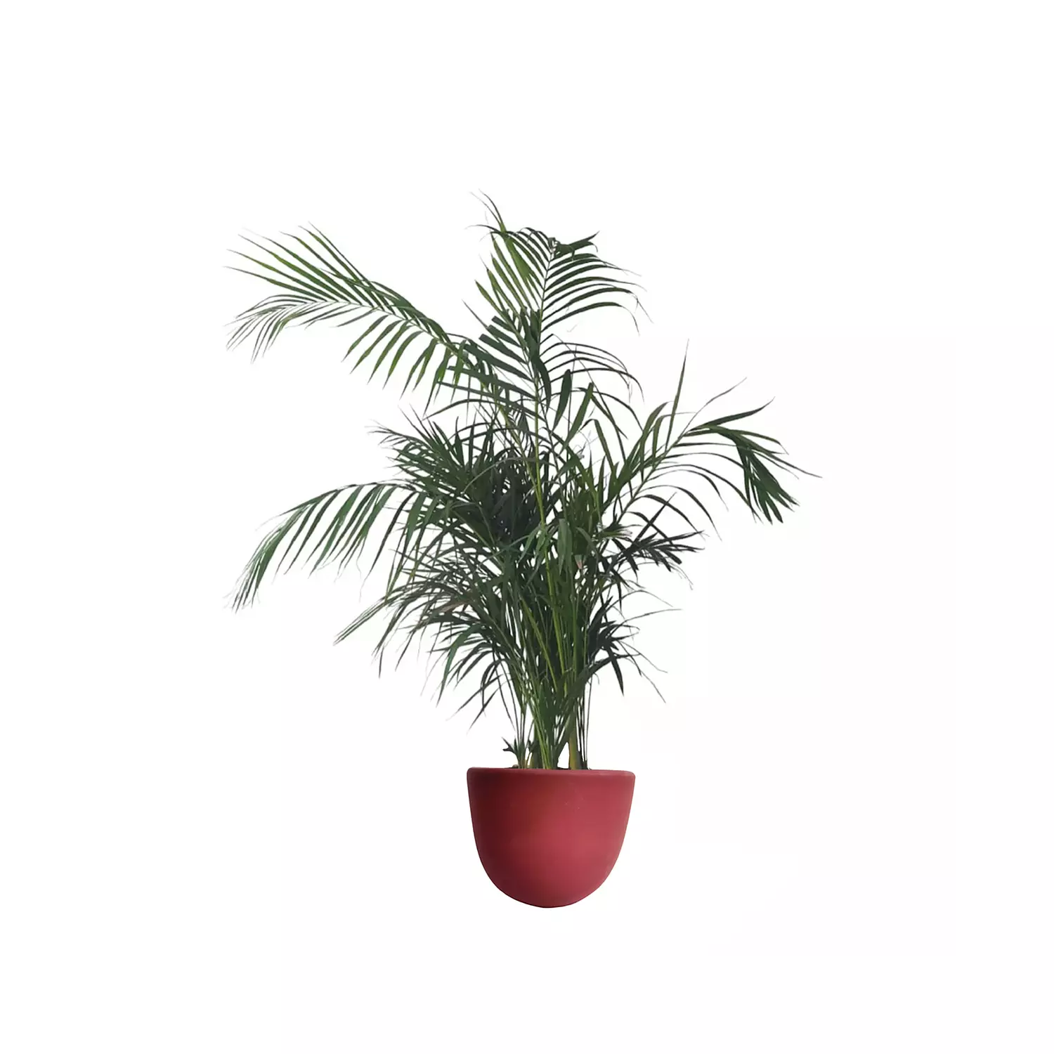 Areca Palm  1