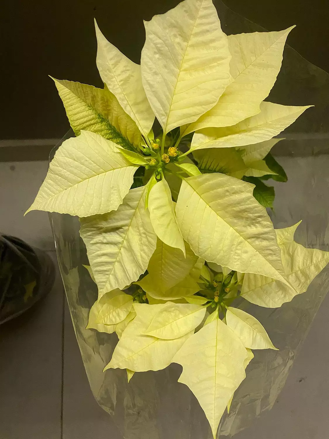 Poinsettia 5