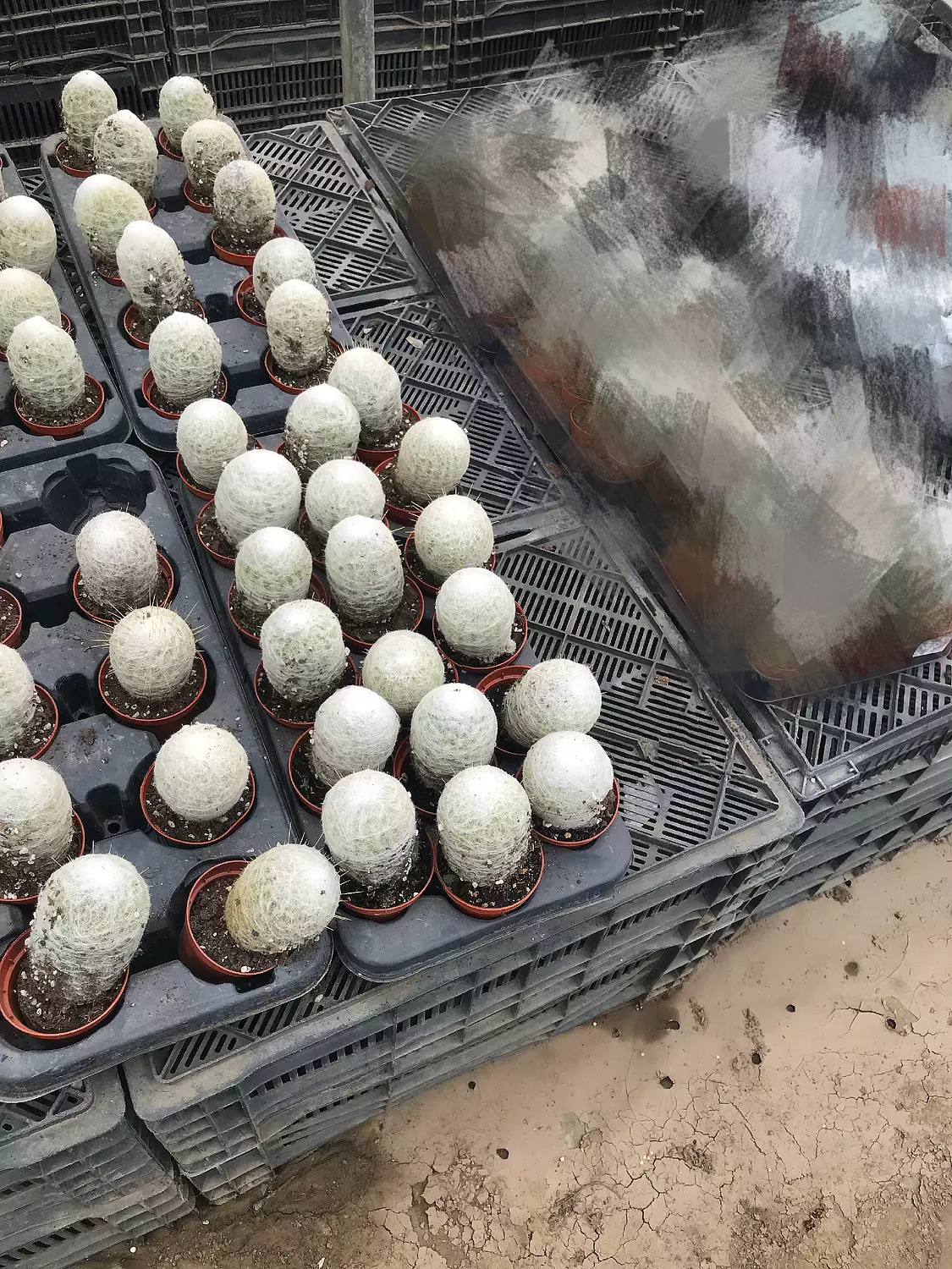 Mammillaria Plumosa 1