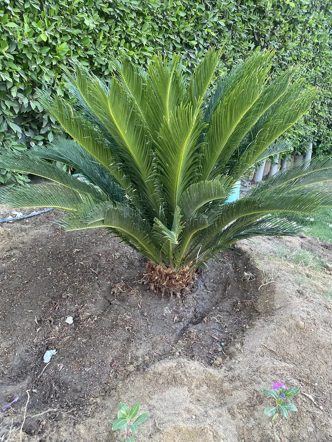 SAGO PALM (CYCAS) 2