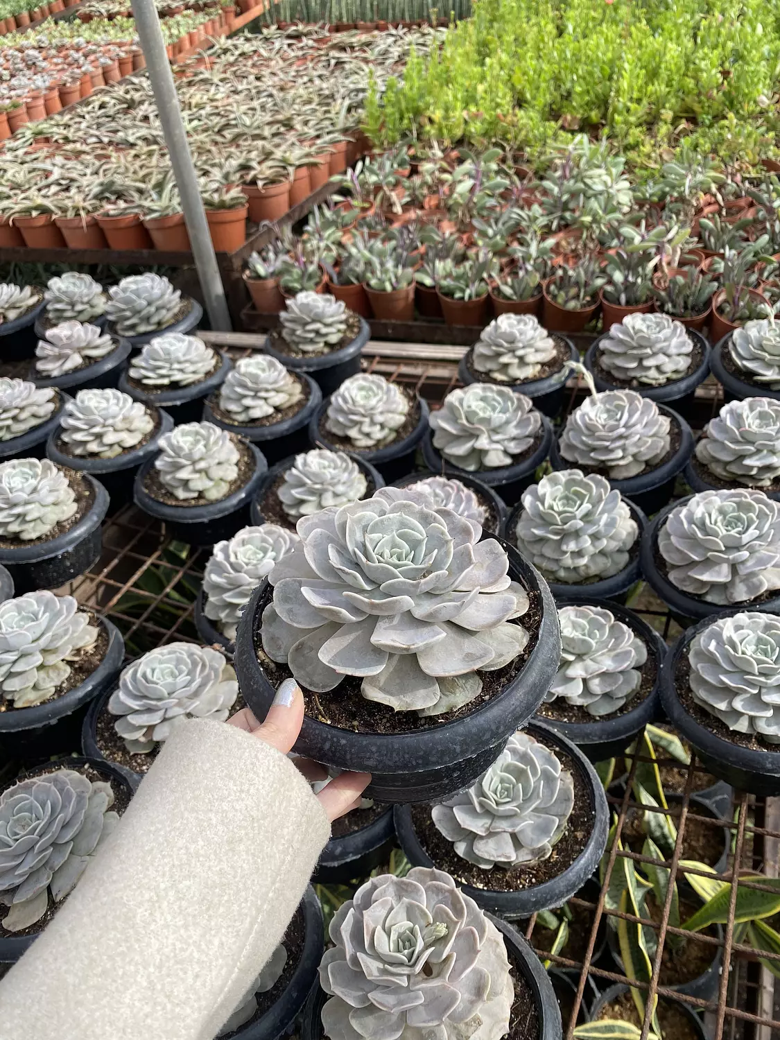 Jumbo Echeverias ( 4) 1