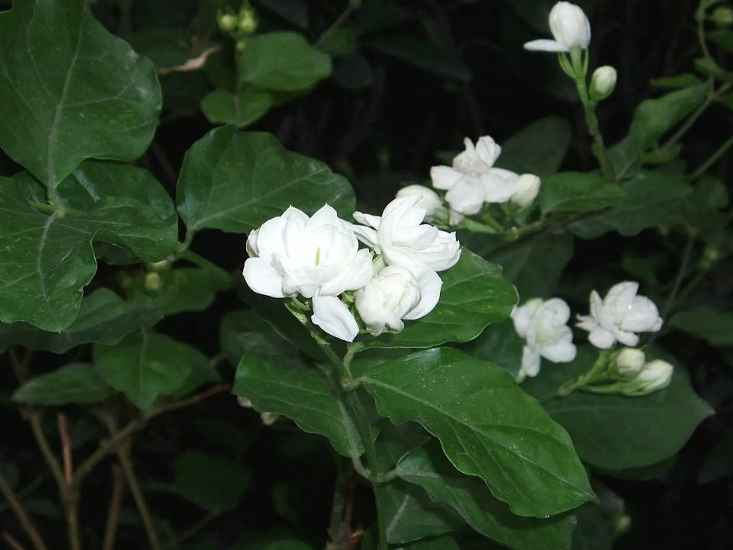Arabian Jasmine Tree (Full) image