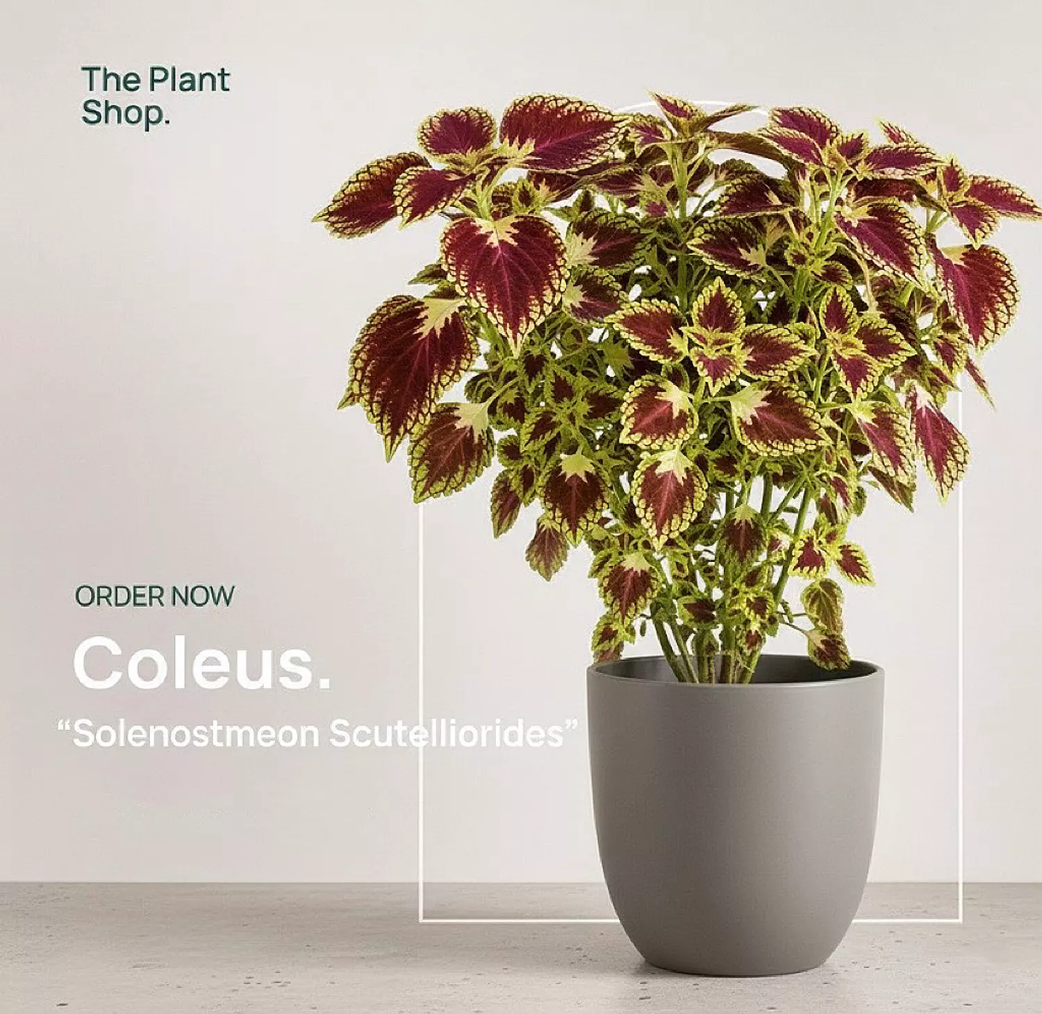 Coleus image