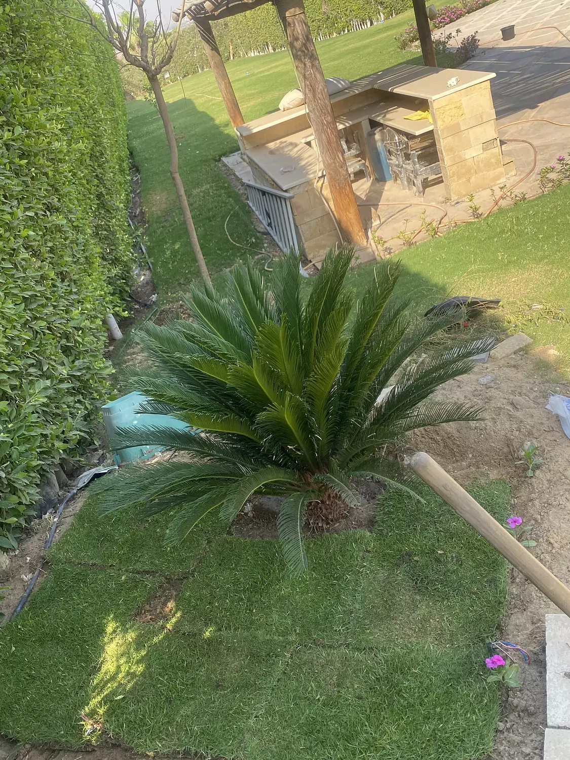 SAGO PALM (CYCAS) 4
