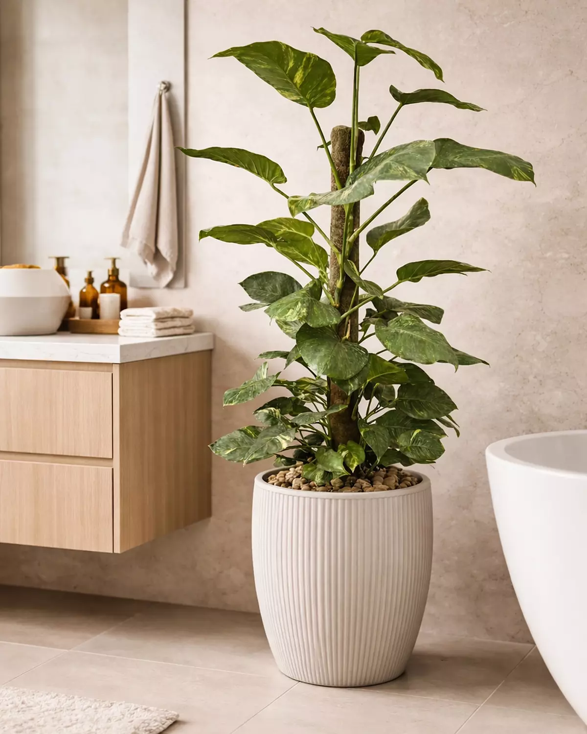 Giant Golden Pothos (Stick) image
