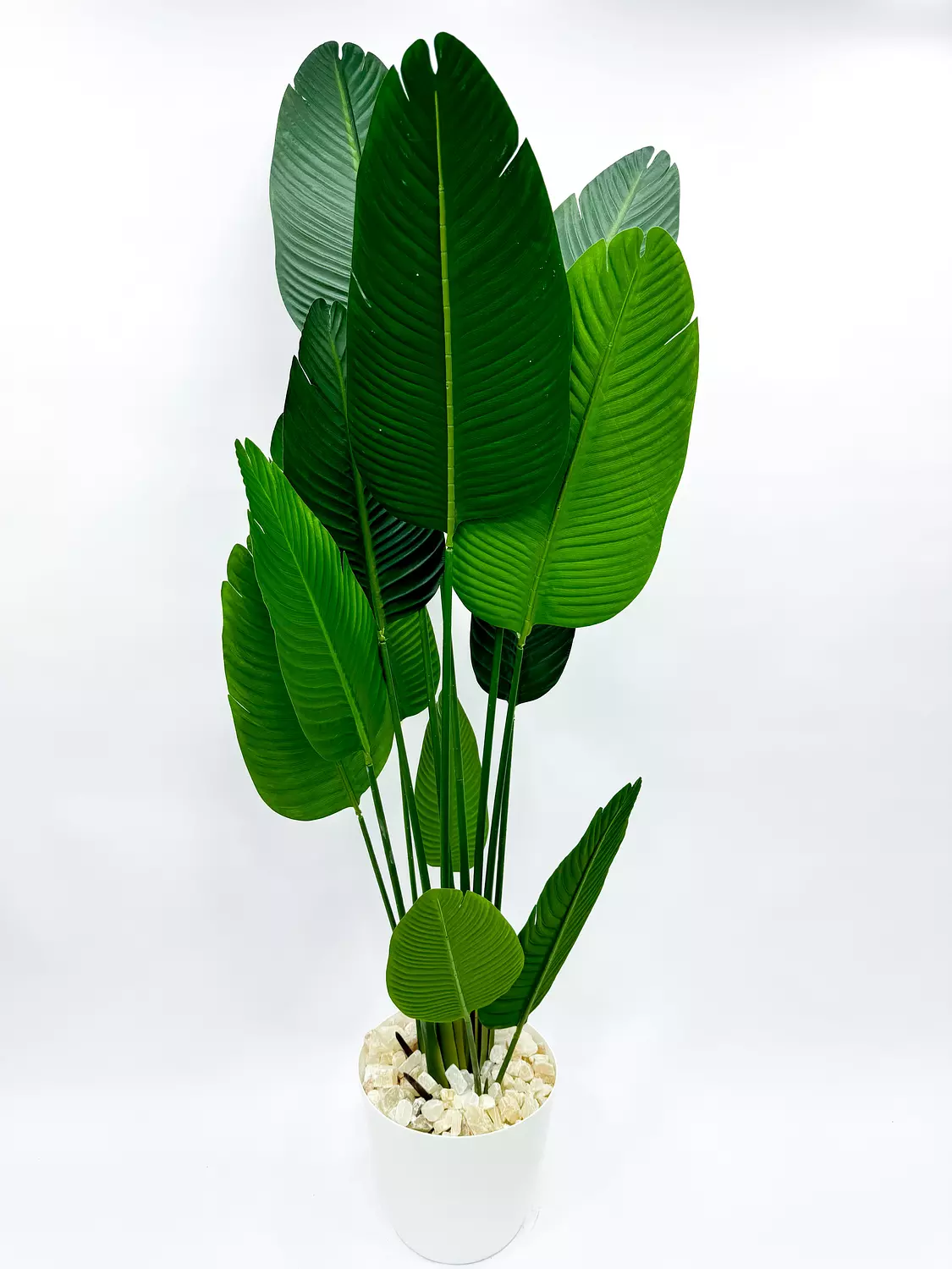  banana tree 13 leaves without pot 