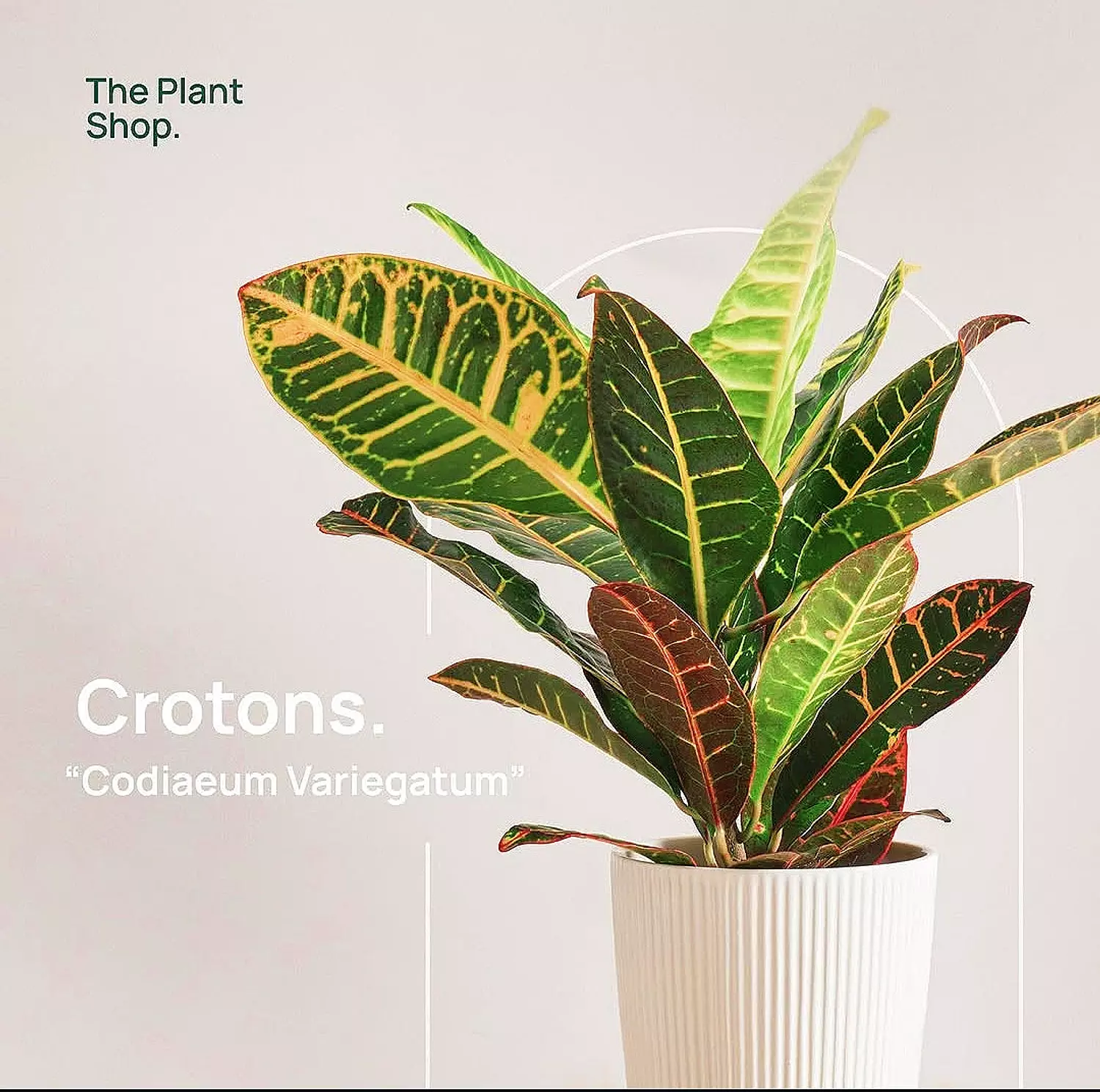 Crotons image