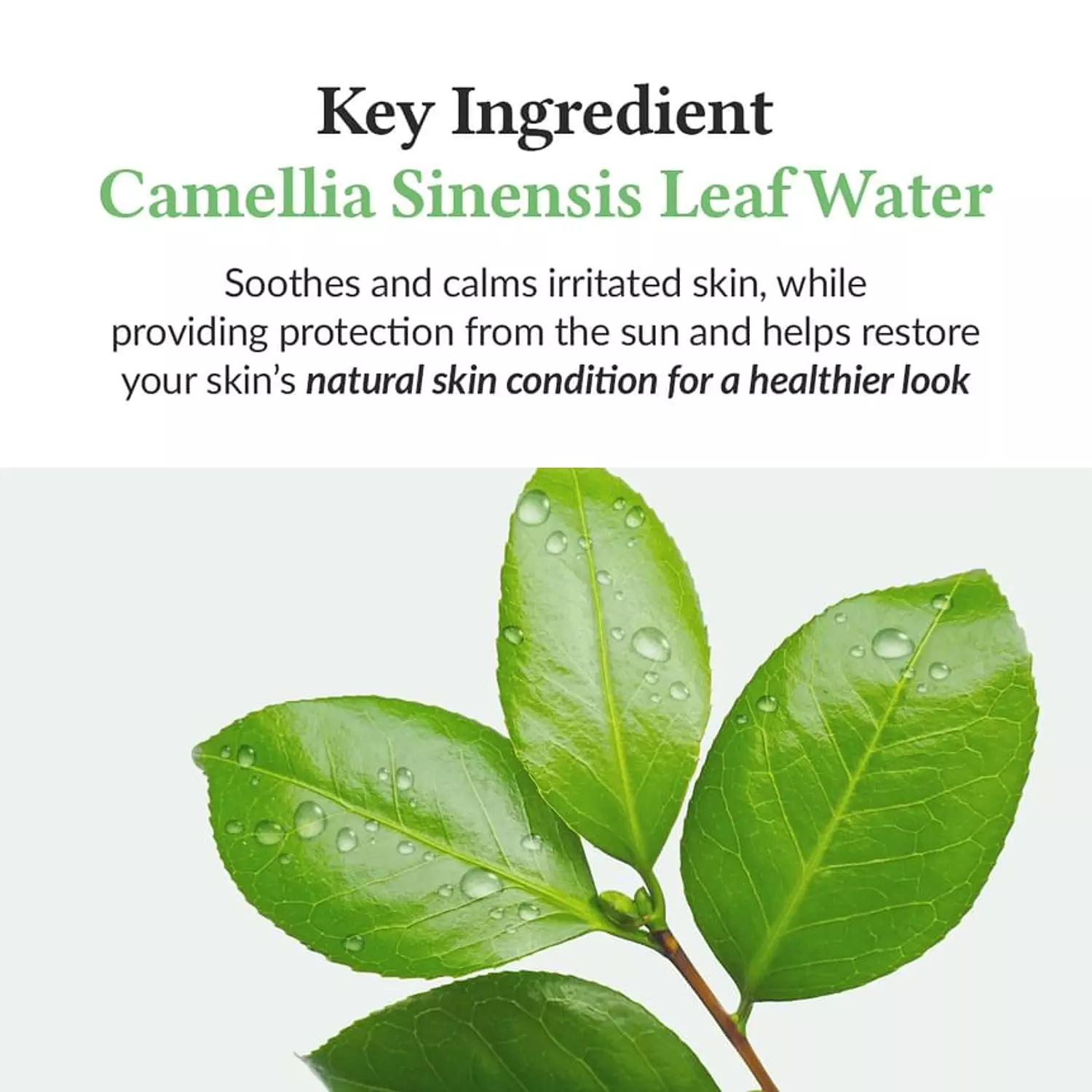 Dr. Althea - Green Tea Fresh Sunscreen 4