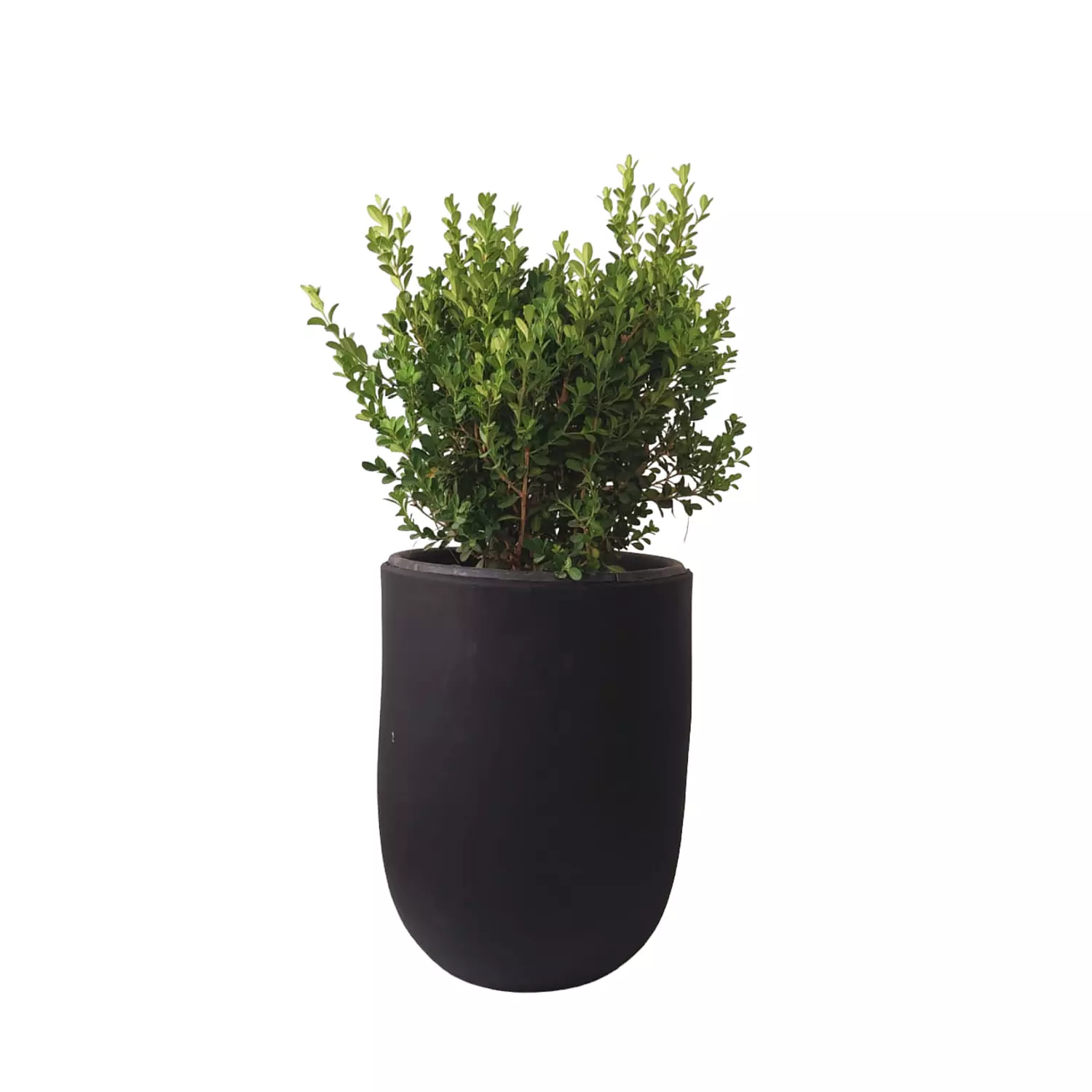 Buxus image
