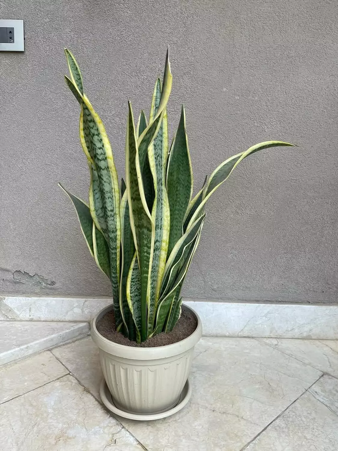Snake Plant 1