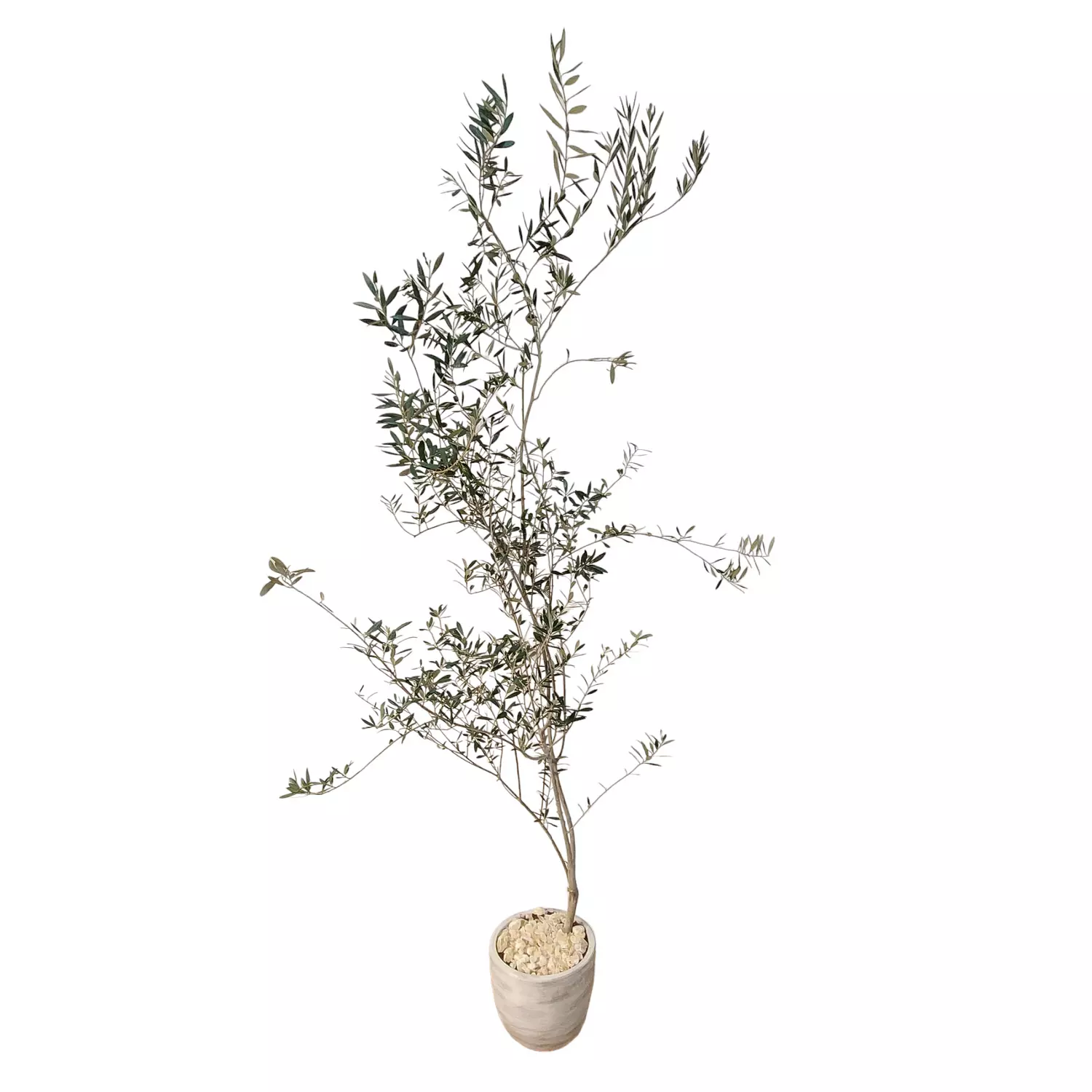 Olive tree hover image
