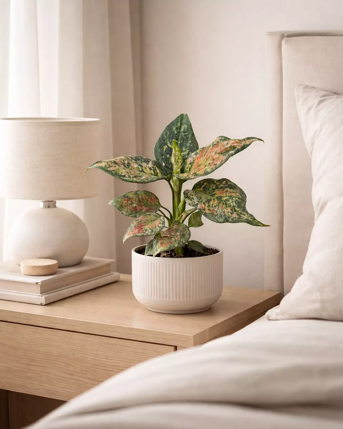 Aglaonema ‘Pink Splash’