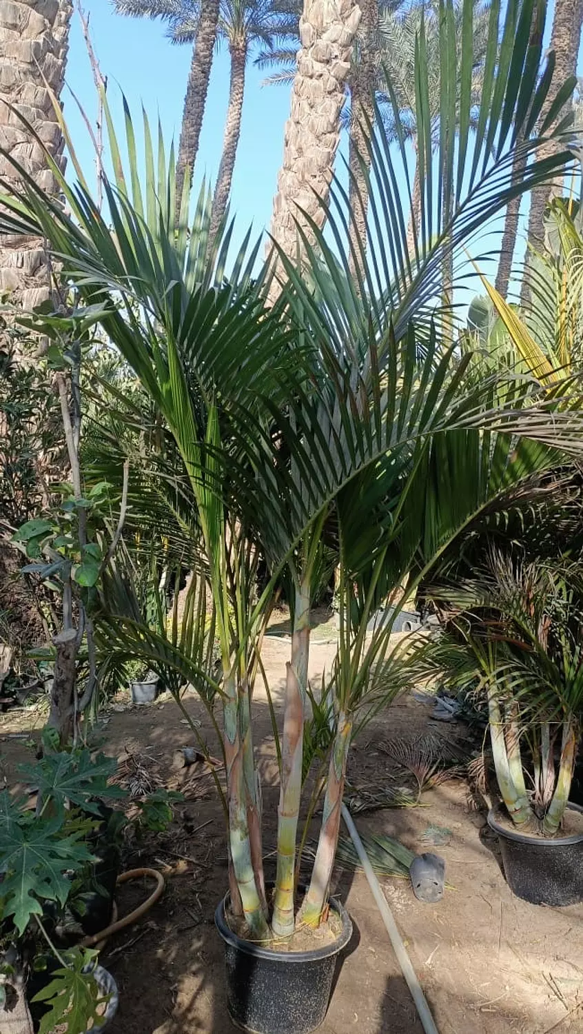 Yellow Areca outdoor 2