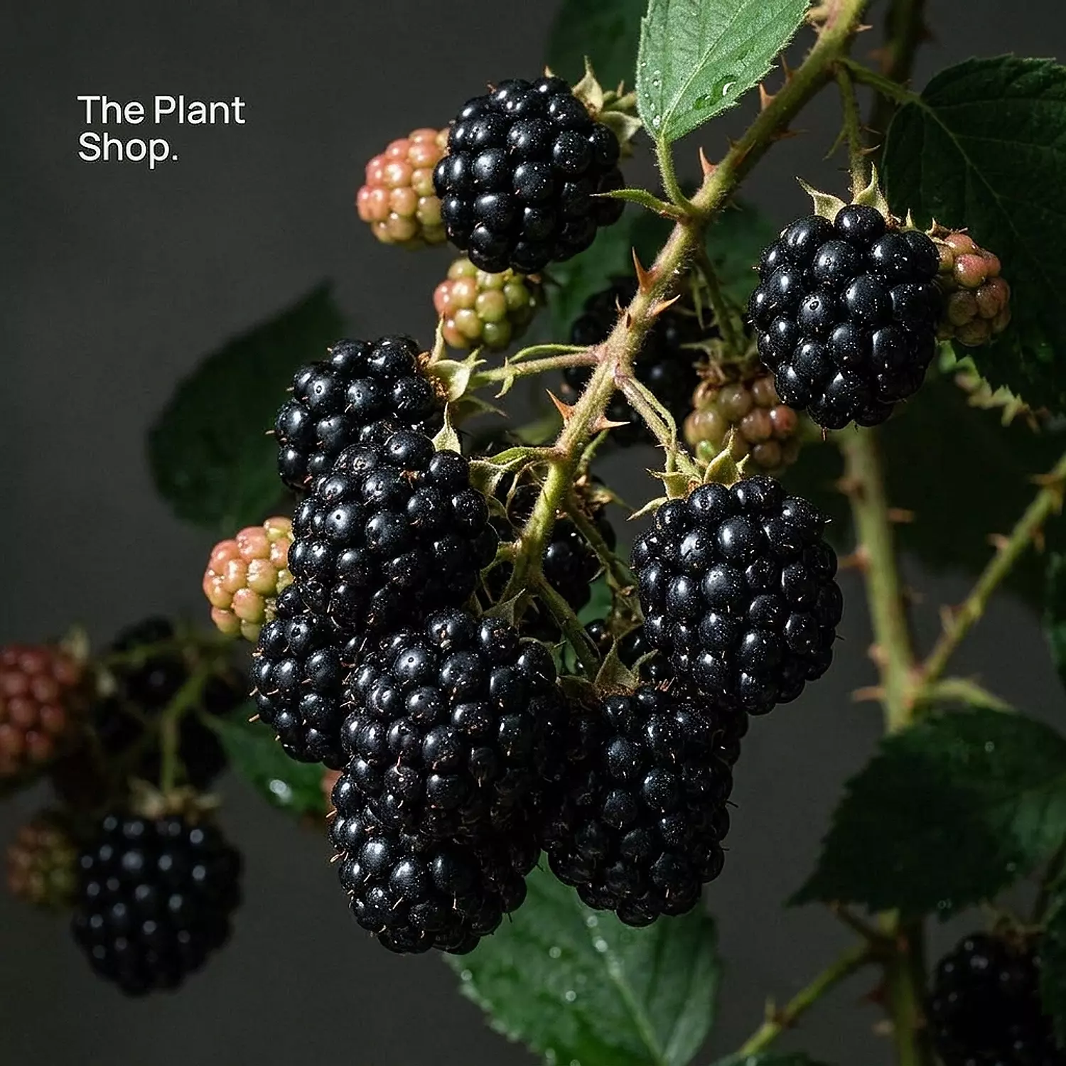 BlackBerry Tree image