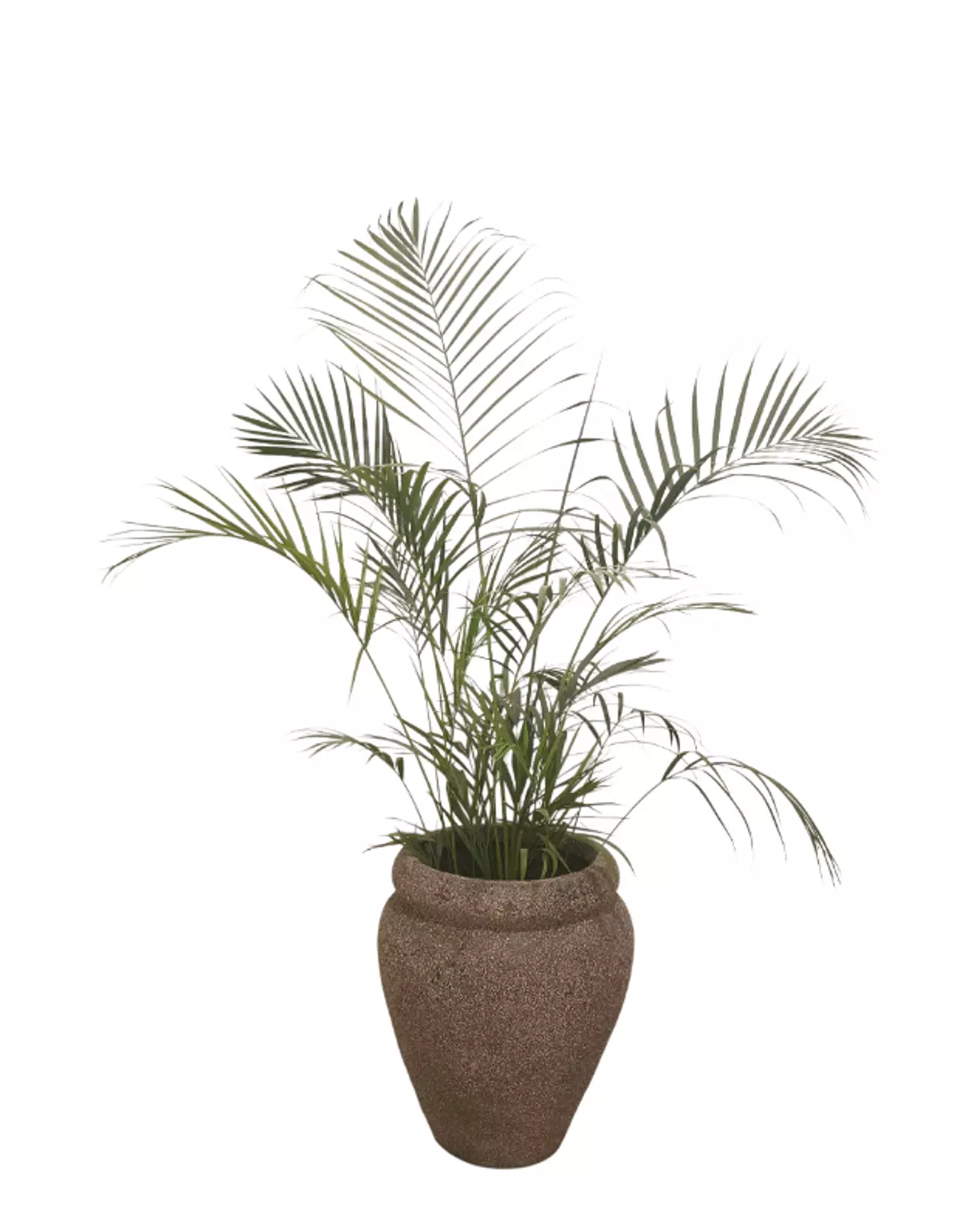 Areca with Earthstone Rustic Brown Pot image