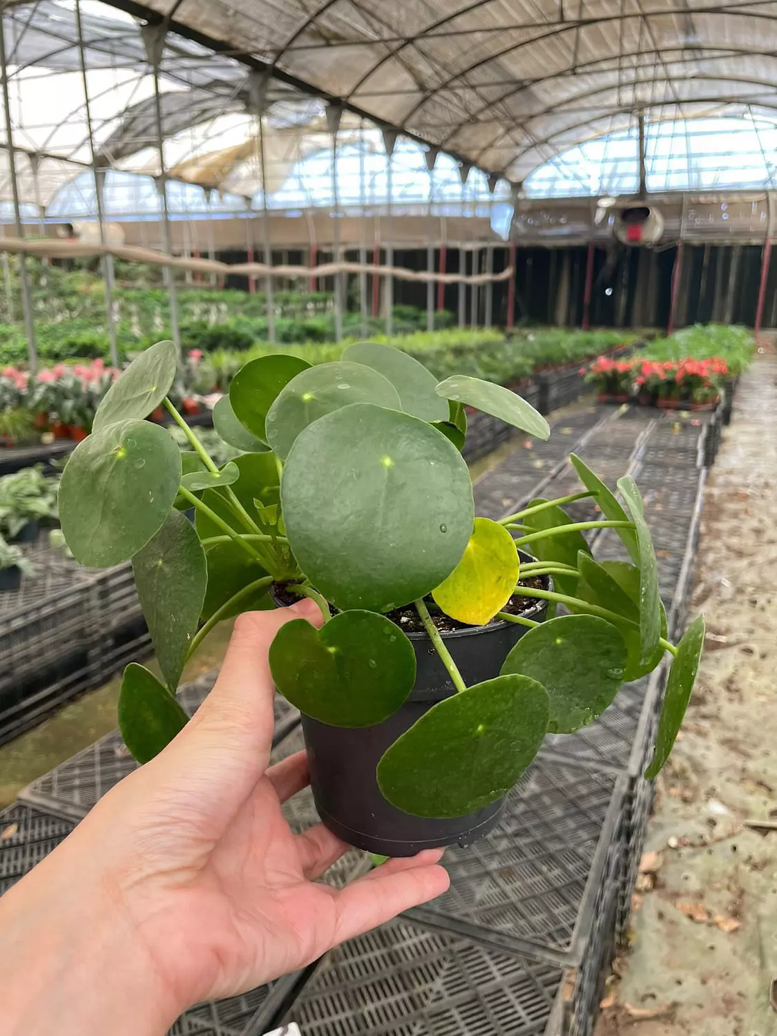 Pilea ( Chinese Money ) 4