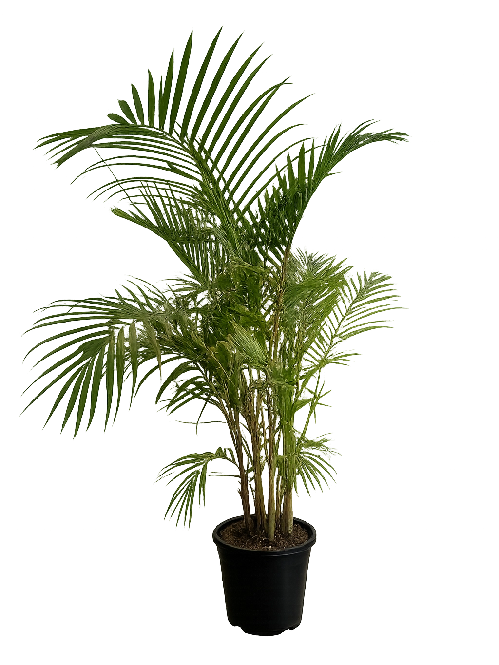 <h4 style="text-align: center"><span style="color: #2E2A26"><strong>Areca Palm</strong></span></h4>