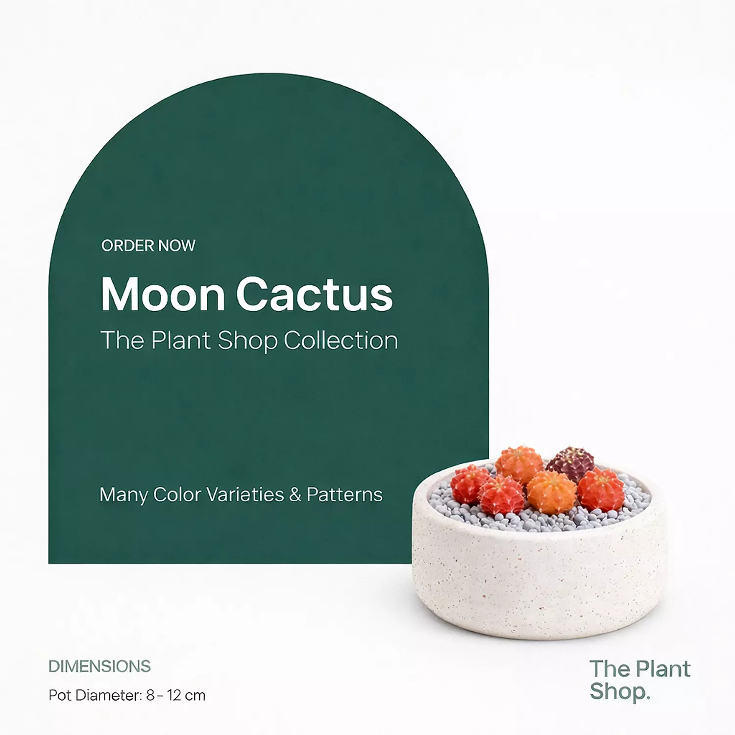 Moon Cactus  image