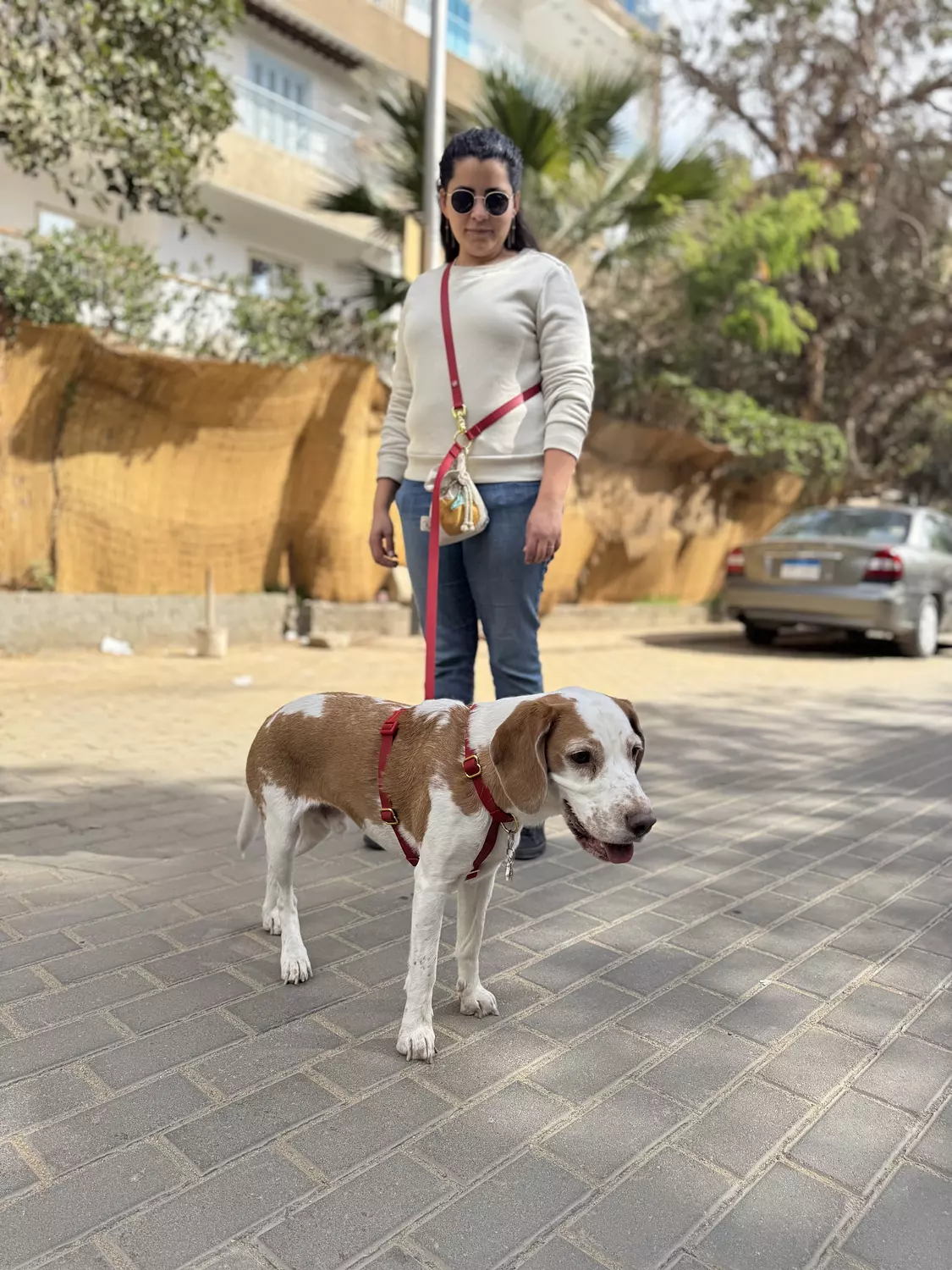 Essential Hands-free Leash hover image