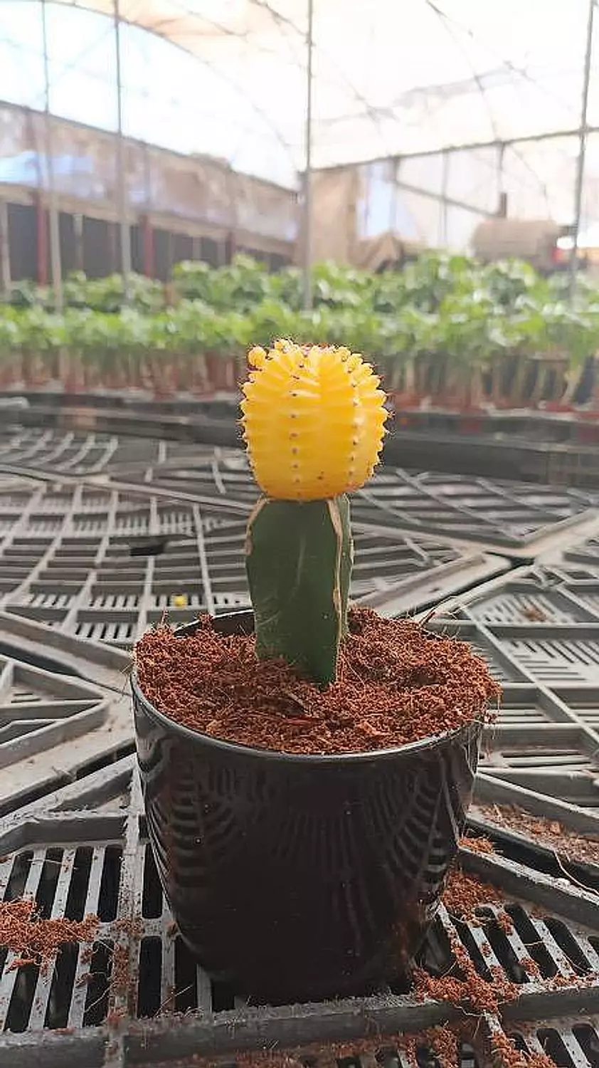 Neon Cactus 4