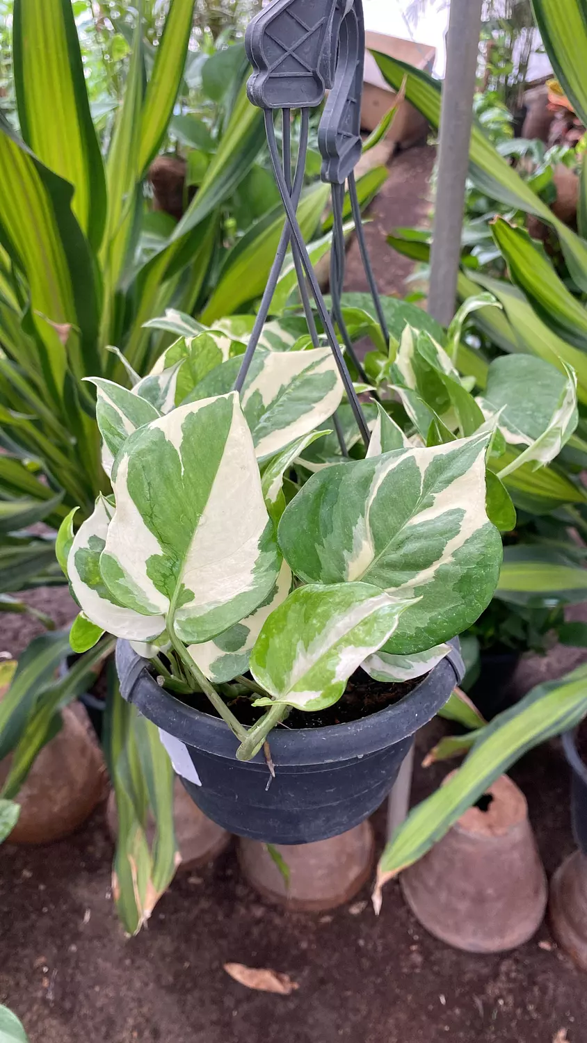Hanging White Pothos  image